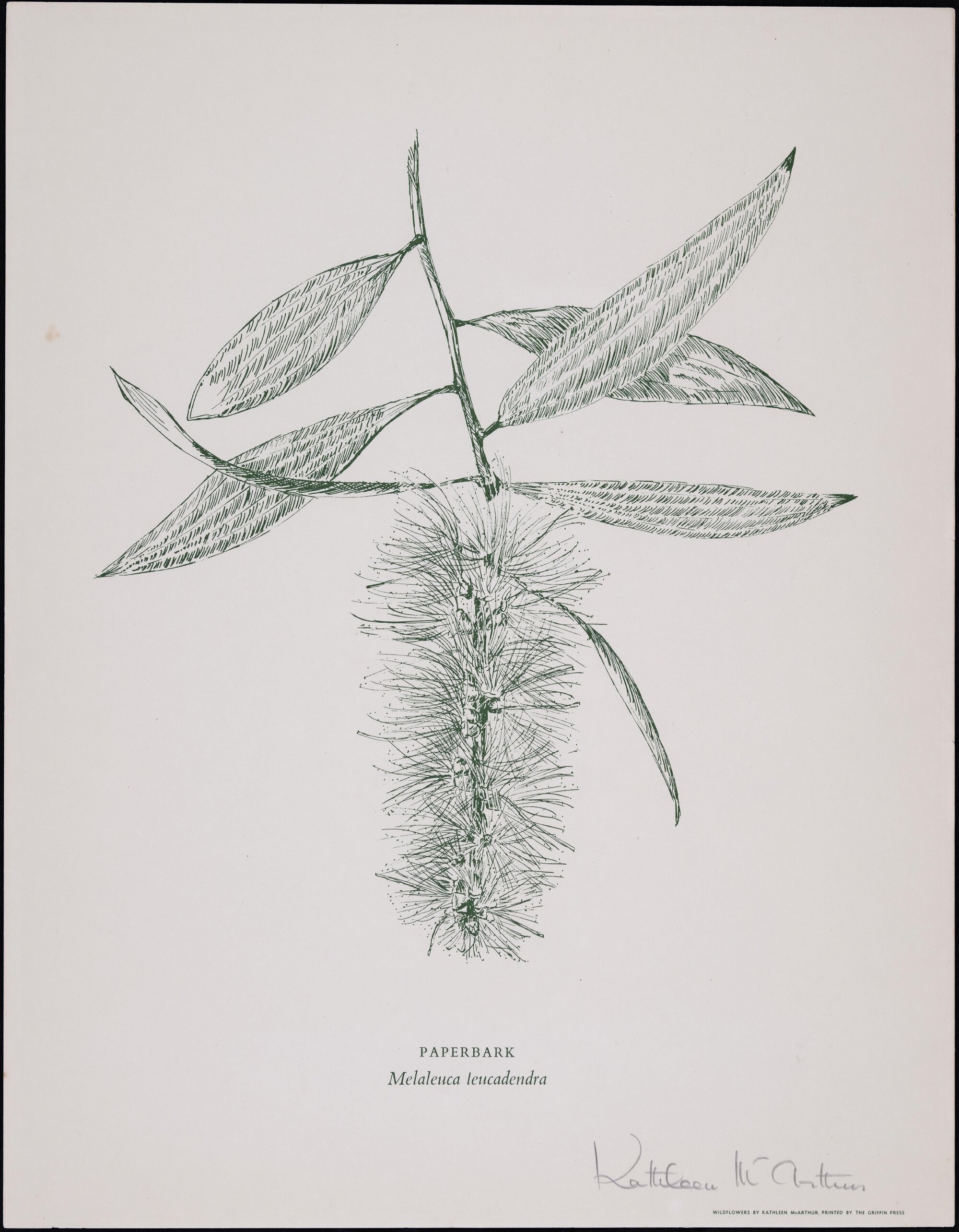 "Paperbark" - Melaleuca leucadendra