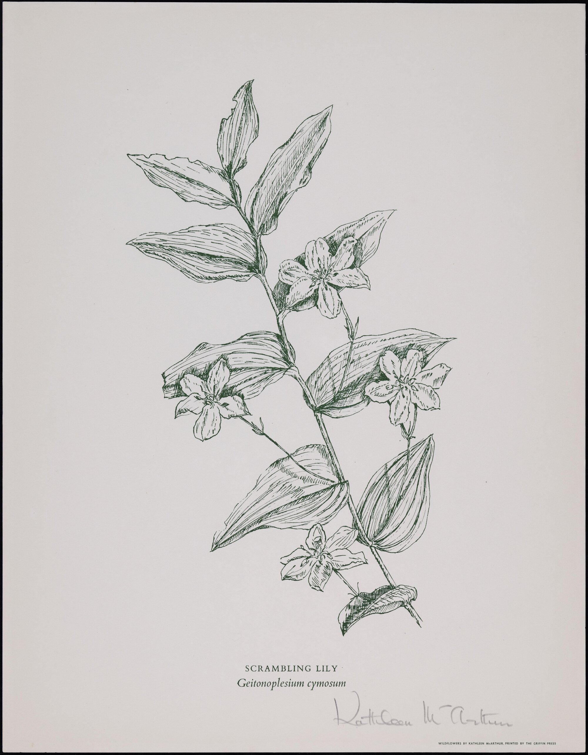 "Scrambling Lily" - Geitonoplesium cymosum
