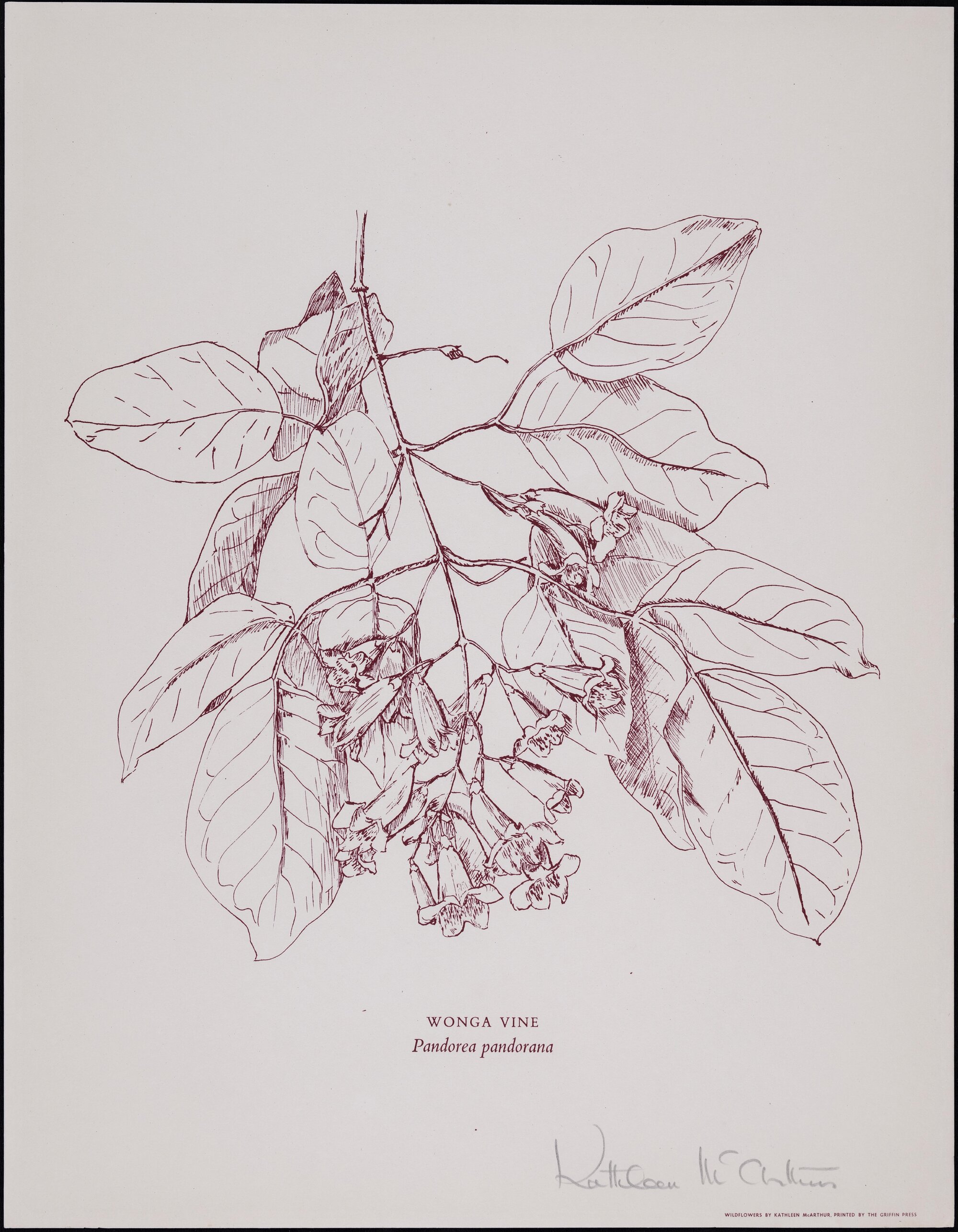 "Wonga Vine" - Pandorea pandorana