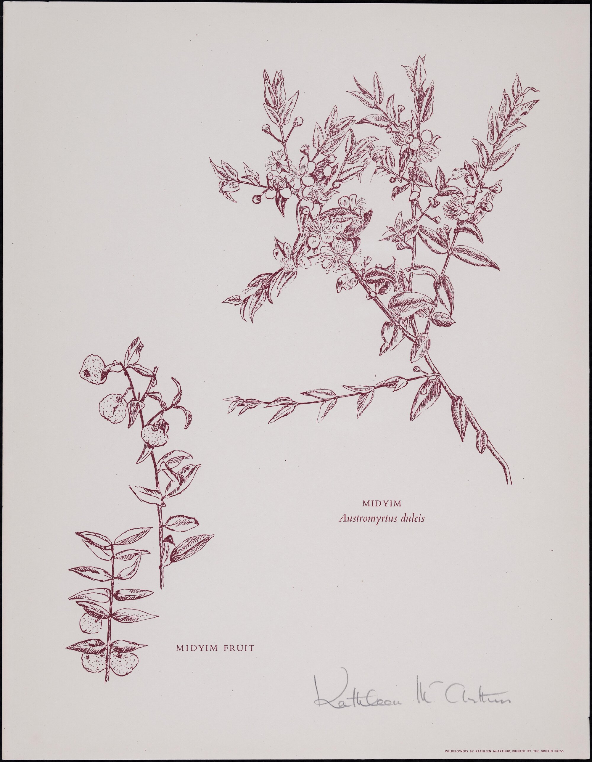 "Midyim" - Austromyrtus dulcis