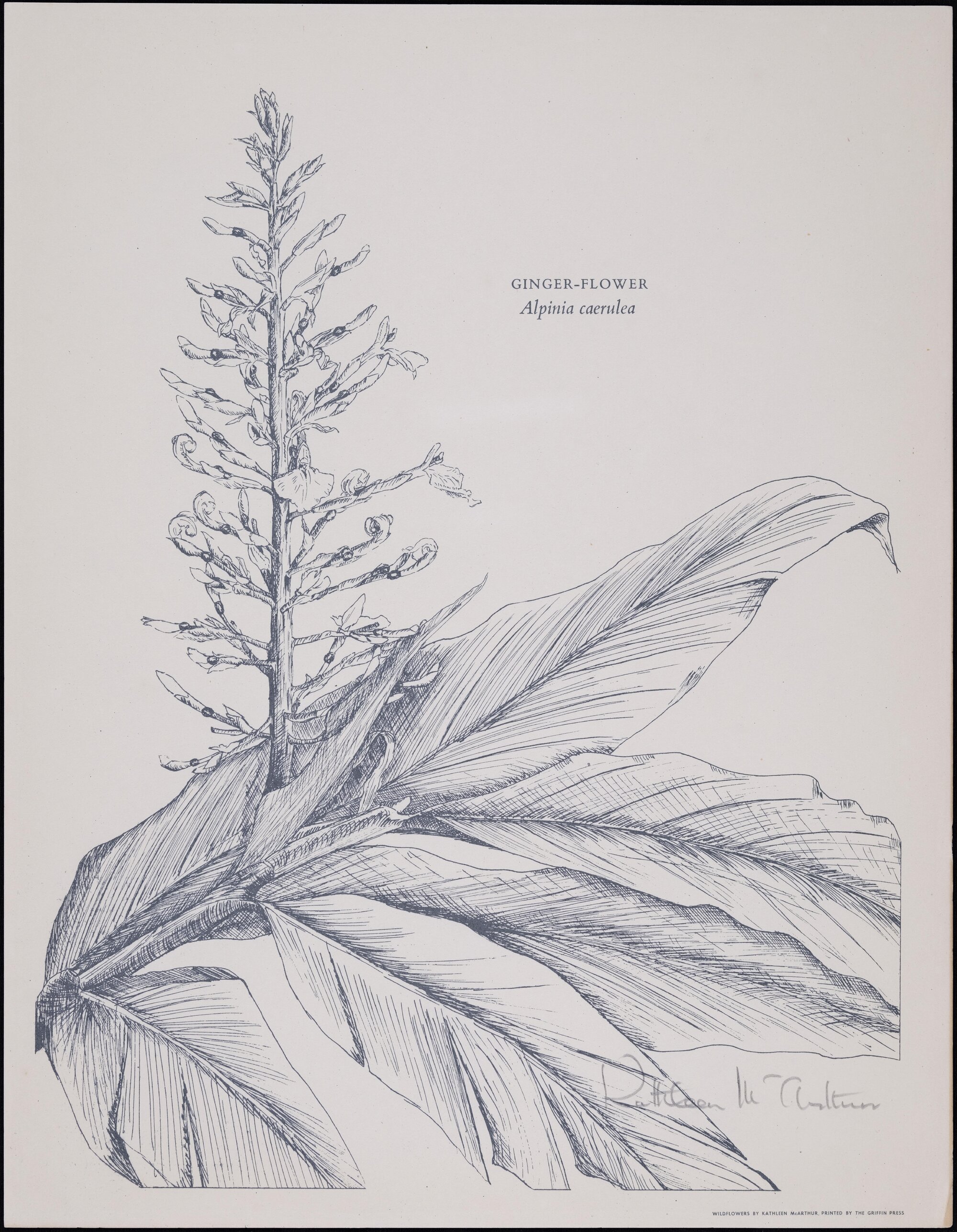 "Ginger-flower" - Alpinia caerulea