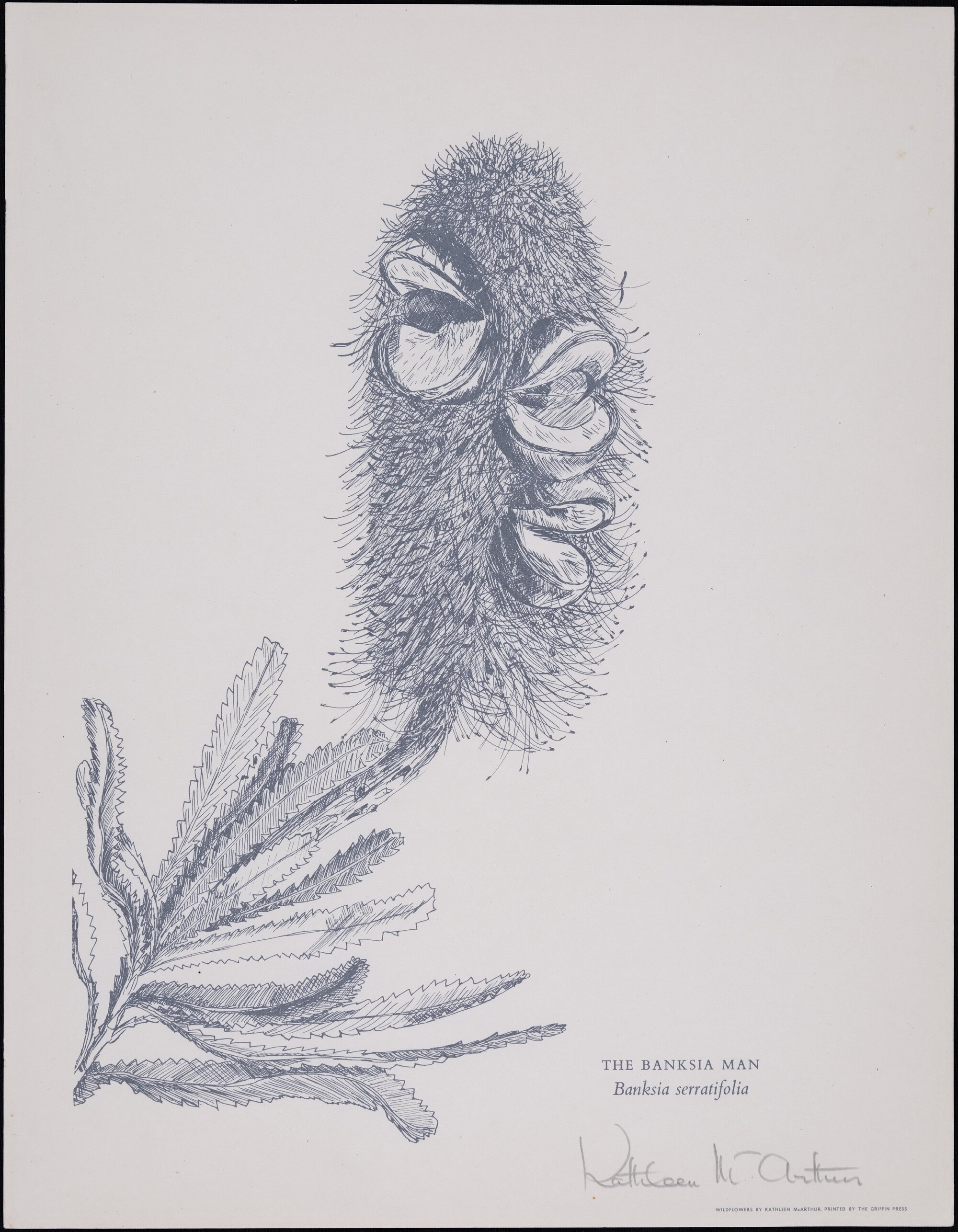 "The Banksia Man" - Banksia serratifolia