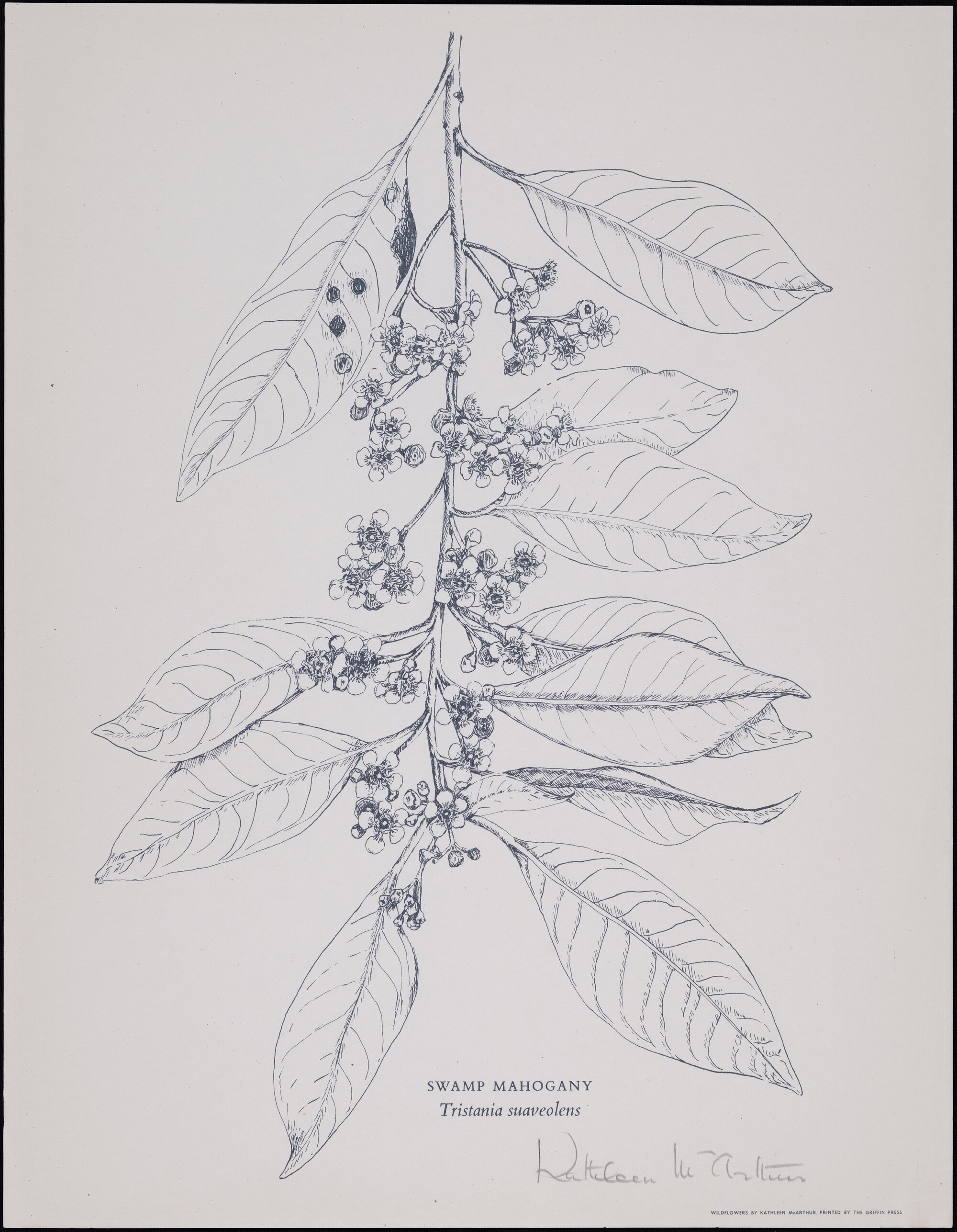 "Swamp Mahogany" - Tristania suaveolens