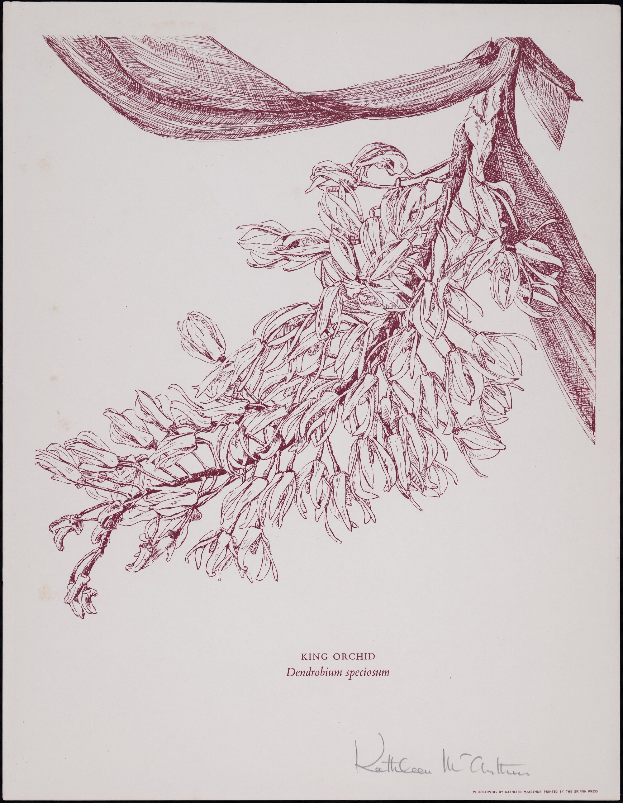 "King Orchid" - Dendrobium speciosum