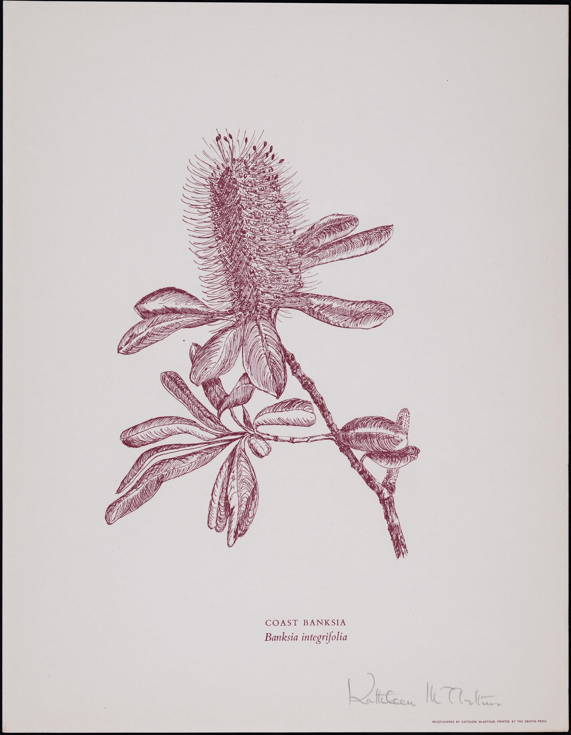 Coast Banksia - Banksia integrifolia
