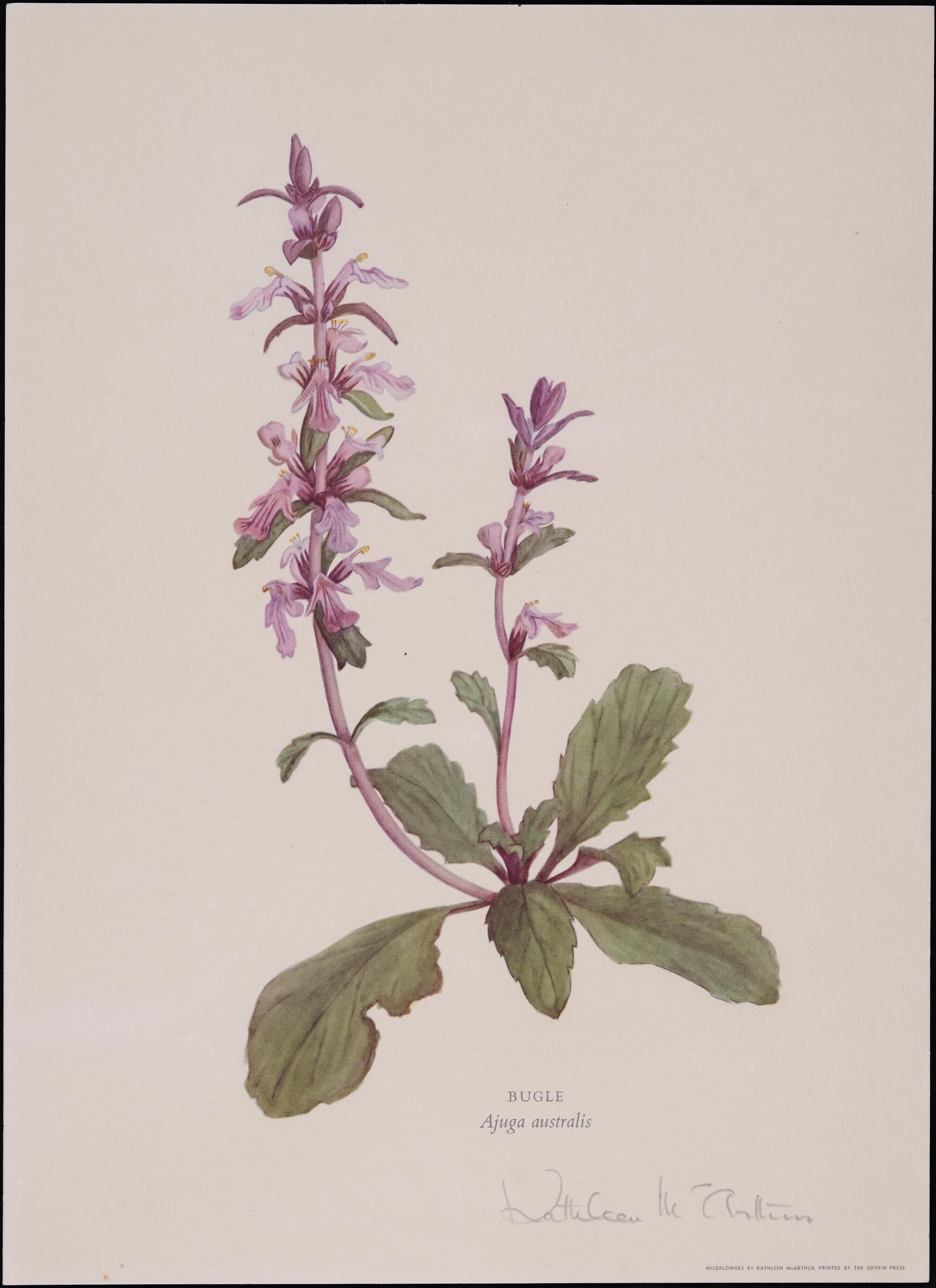 "Bugle" - Ajuga australis