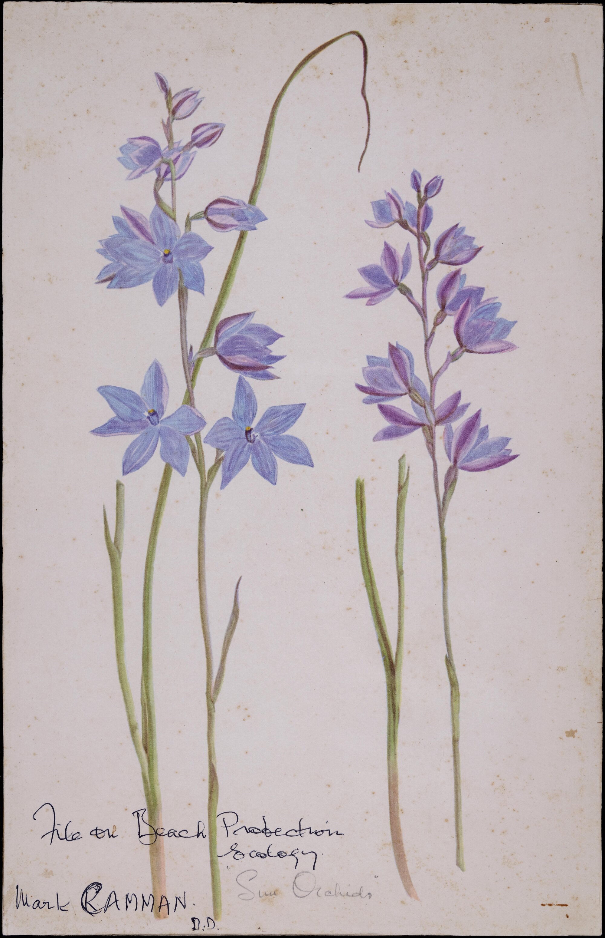 "Sun Orchids"