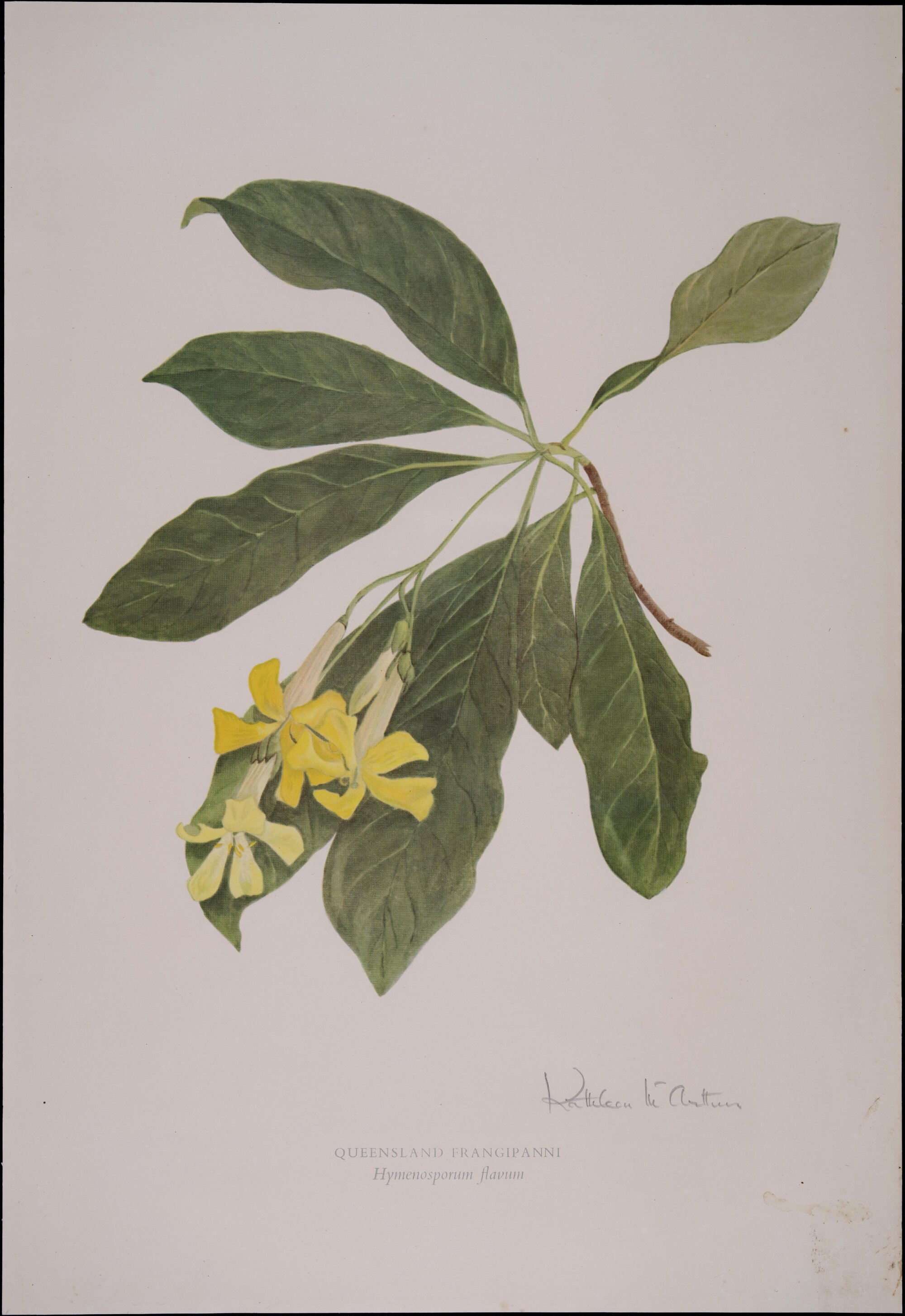 "Queensland frangipani" - Hymenosporum flavum