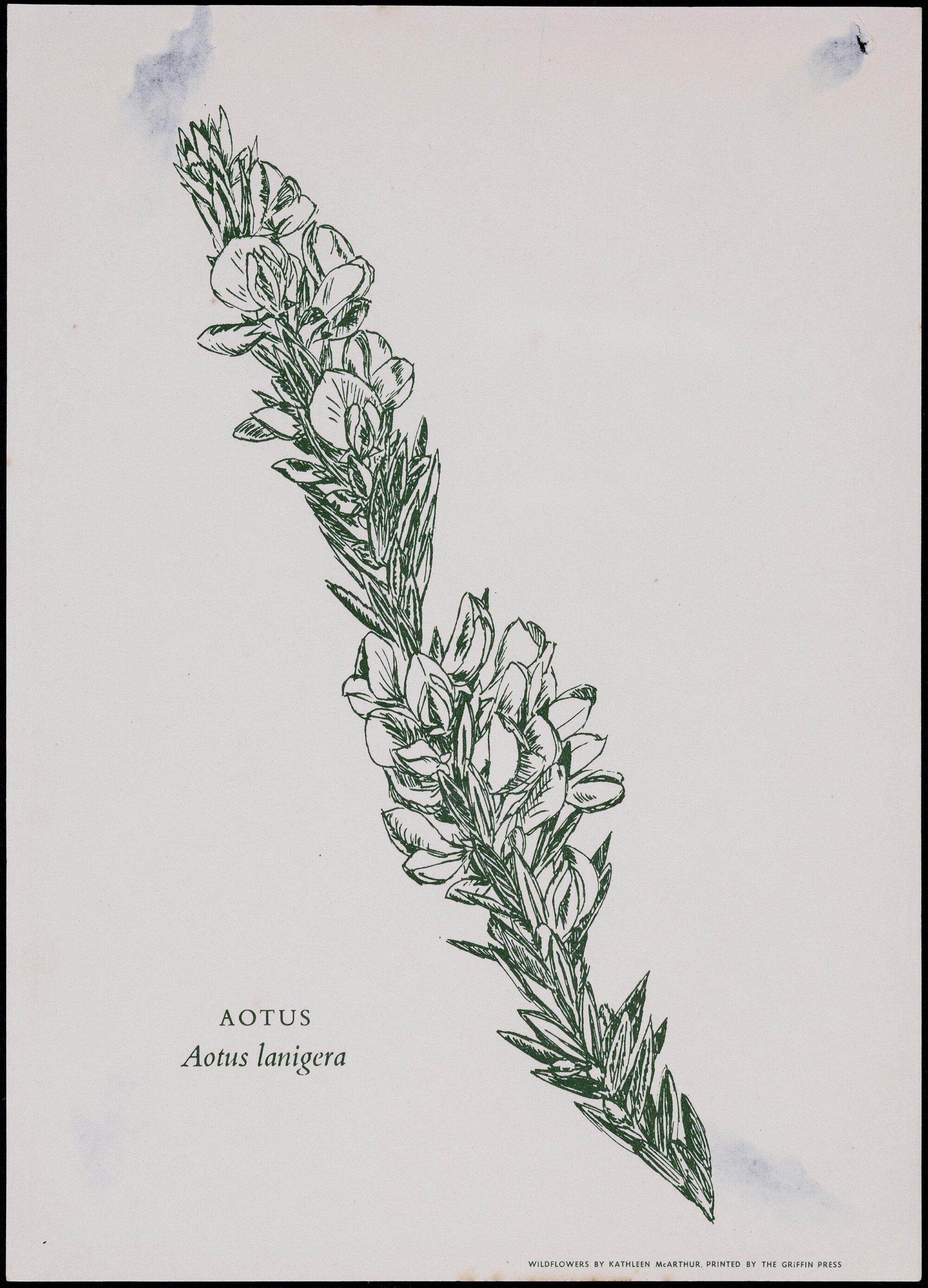 "Aotus" - Aotus lanigera