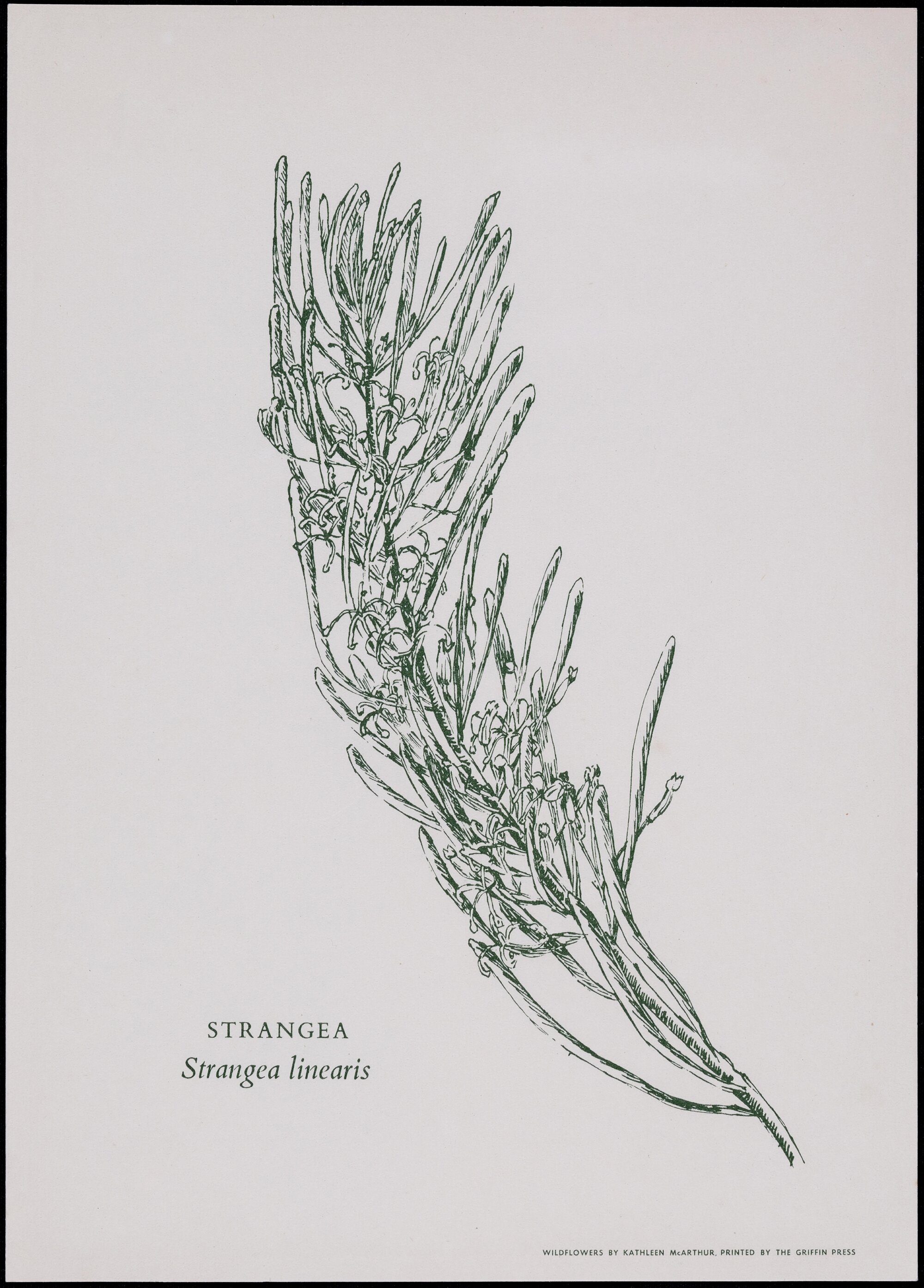"Strangea" - Strangea linearis