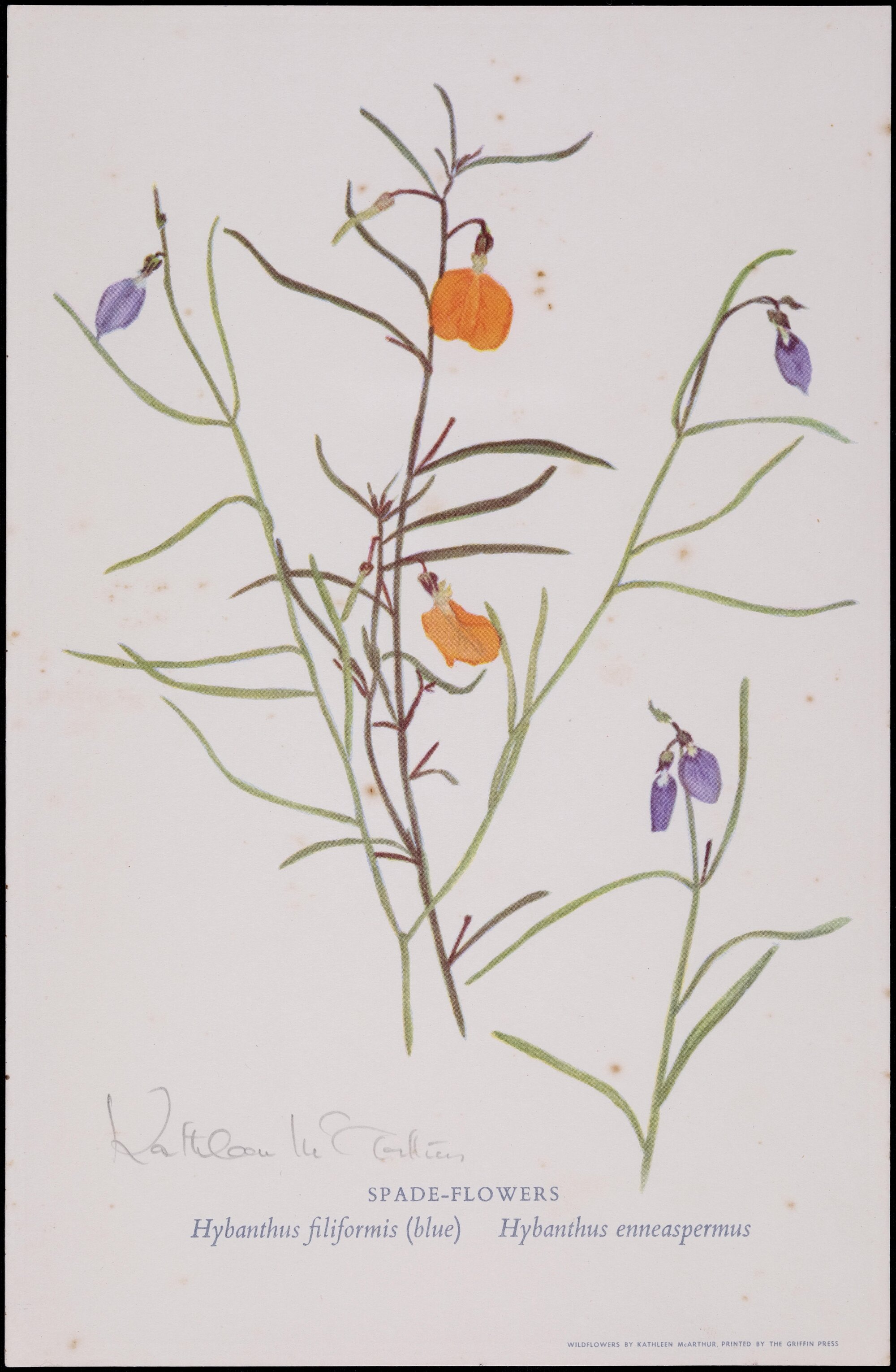 "Spade Flowers" - Hybanthus filiformus (blue) Hybanthus enneaspermus