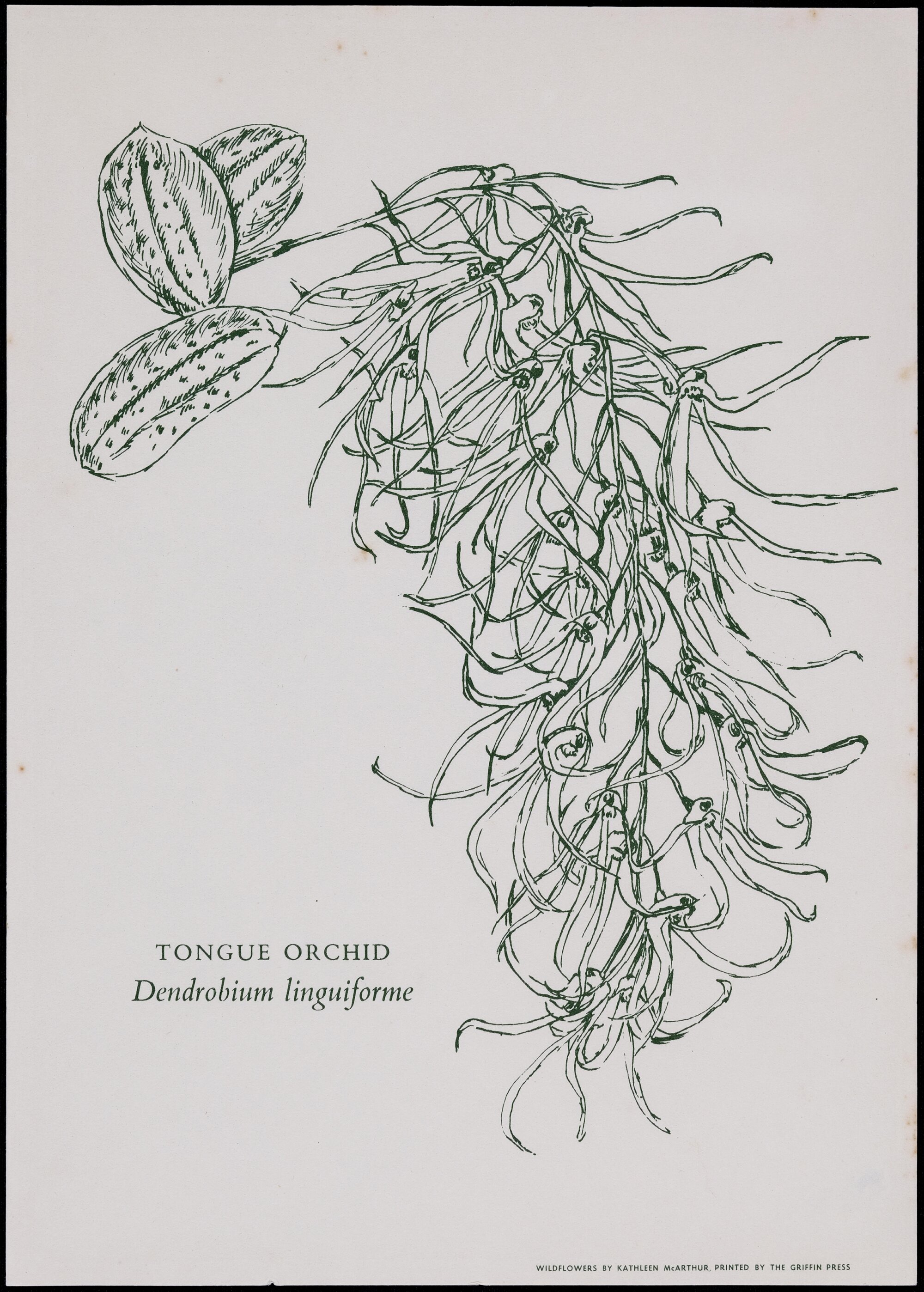 "Tongue Orchid" - Dendrobin linguiforme