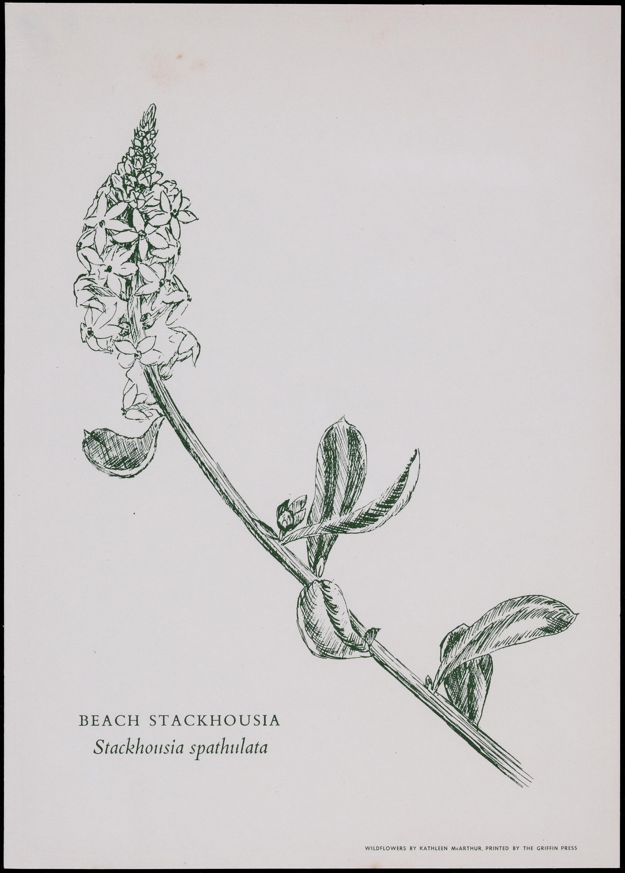 " Beach Stackhousia" - Stackhousia spathulata