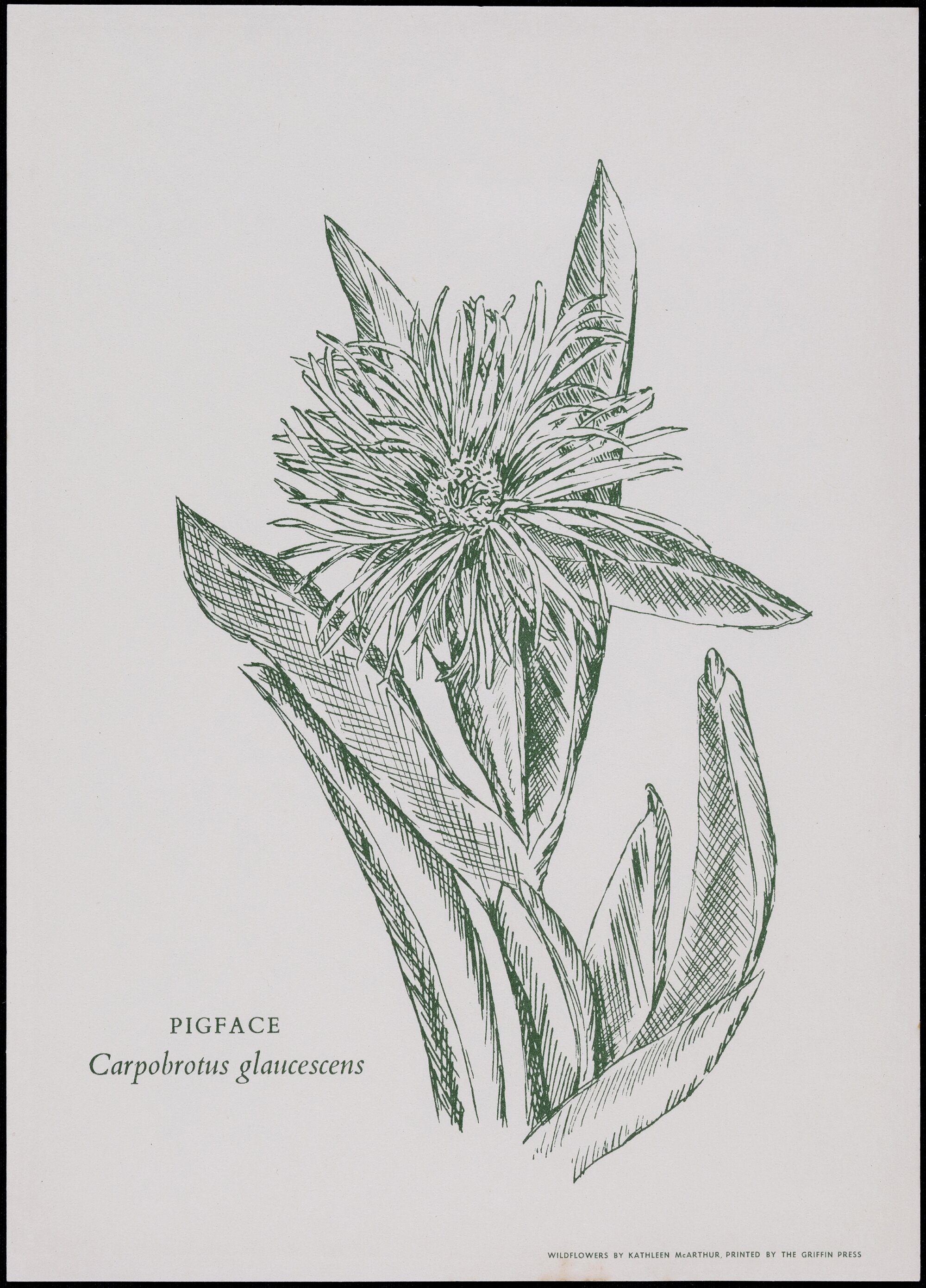 "Pigface" - Carpobrotus