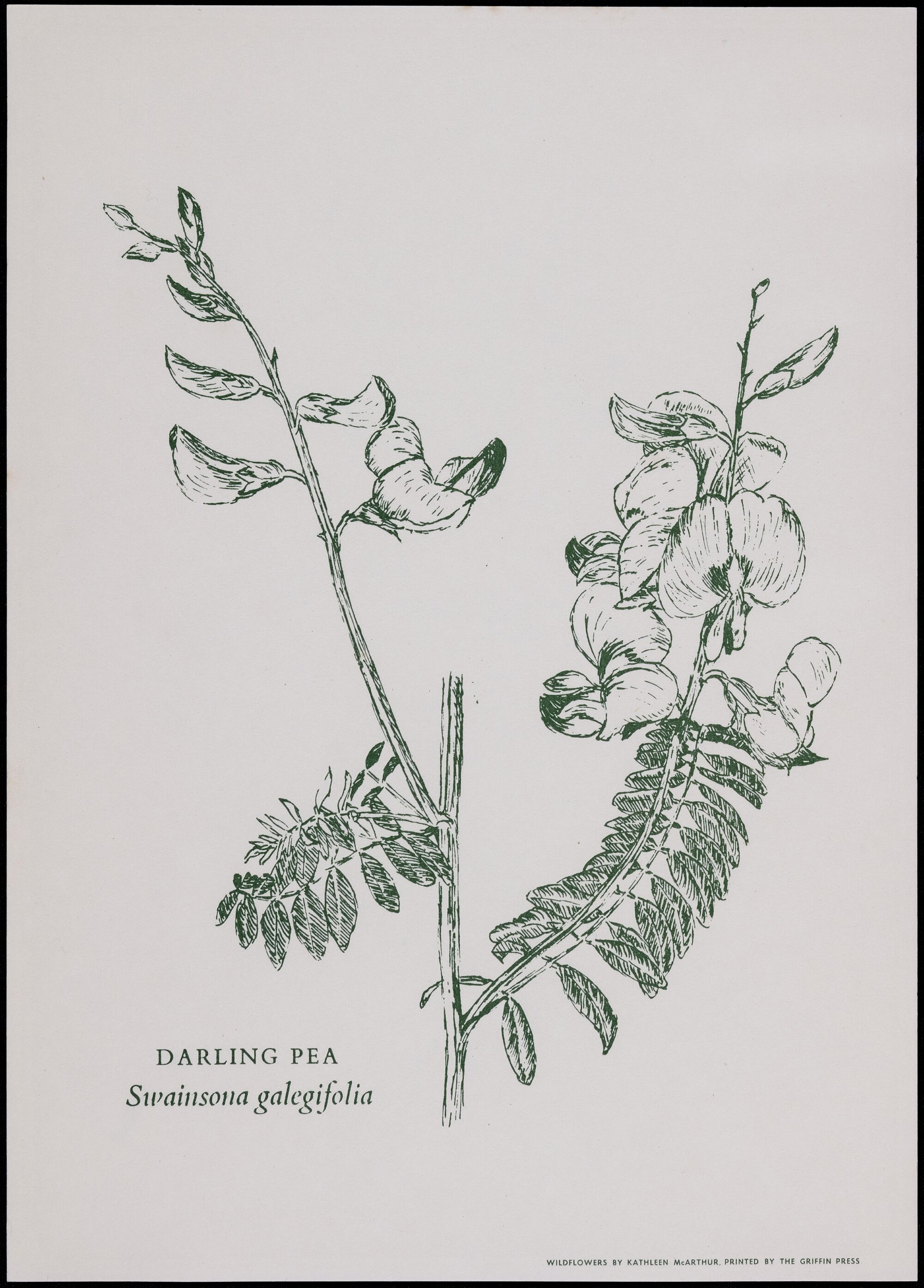 "Darling Pea" - Swainsona galegifolia