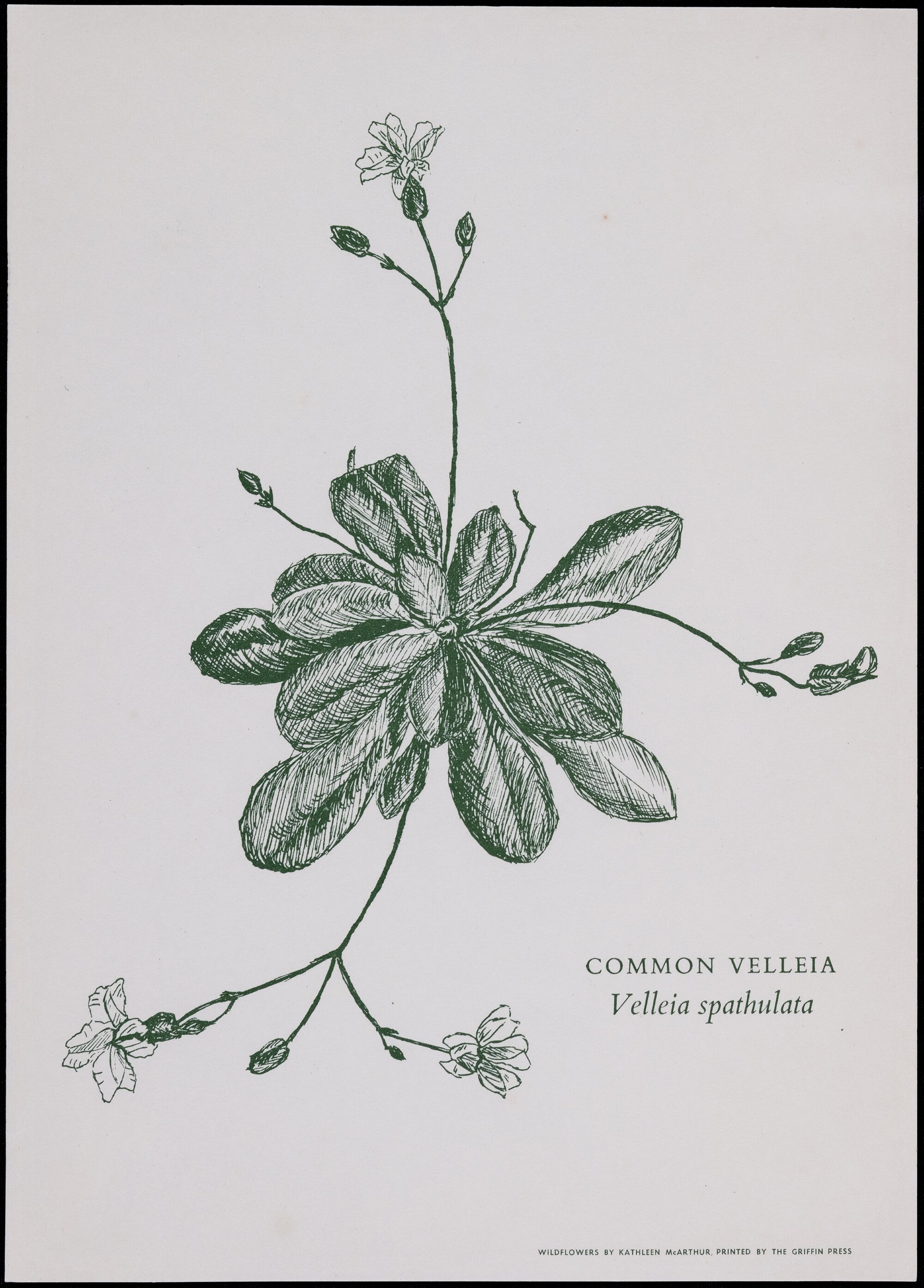 "Common Velleia" - Vellia spathulata
