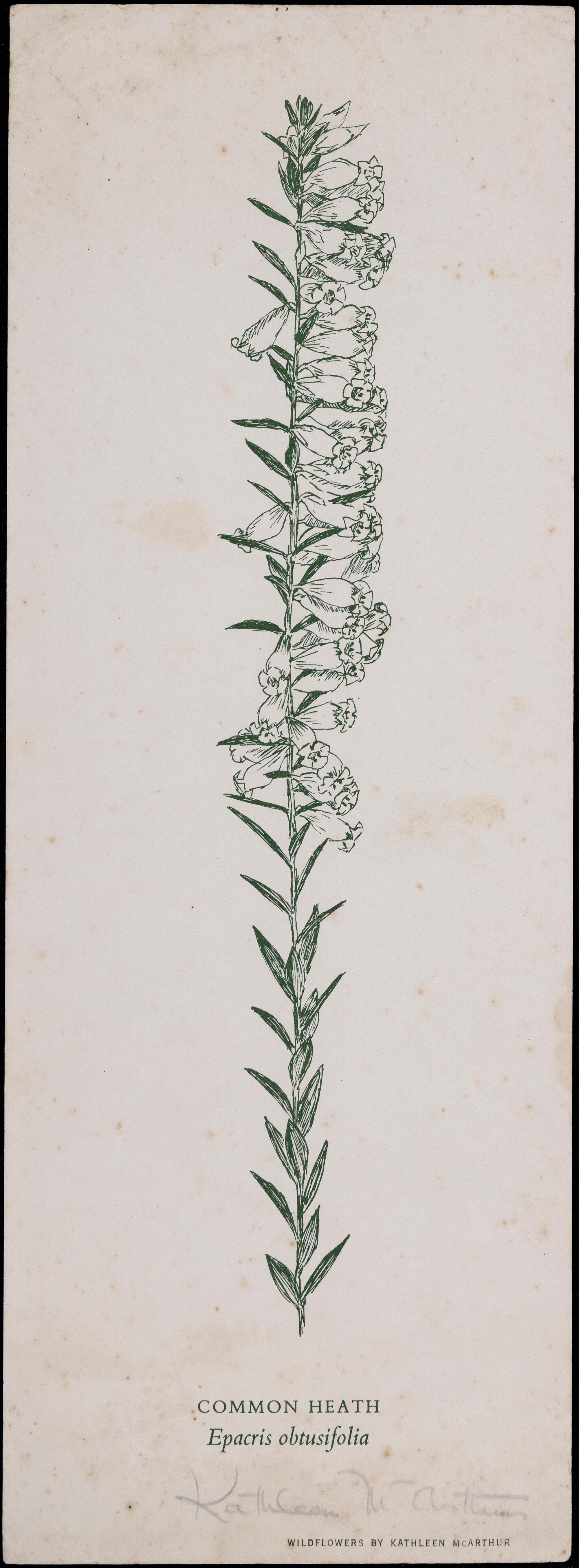 "Common Heath" Epacris obtusifolia