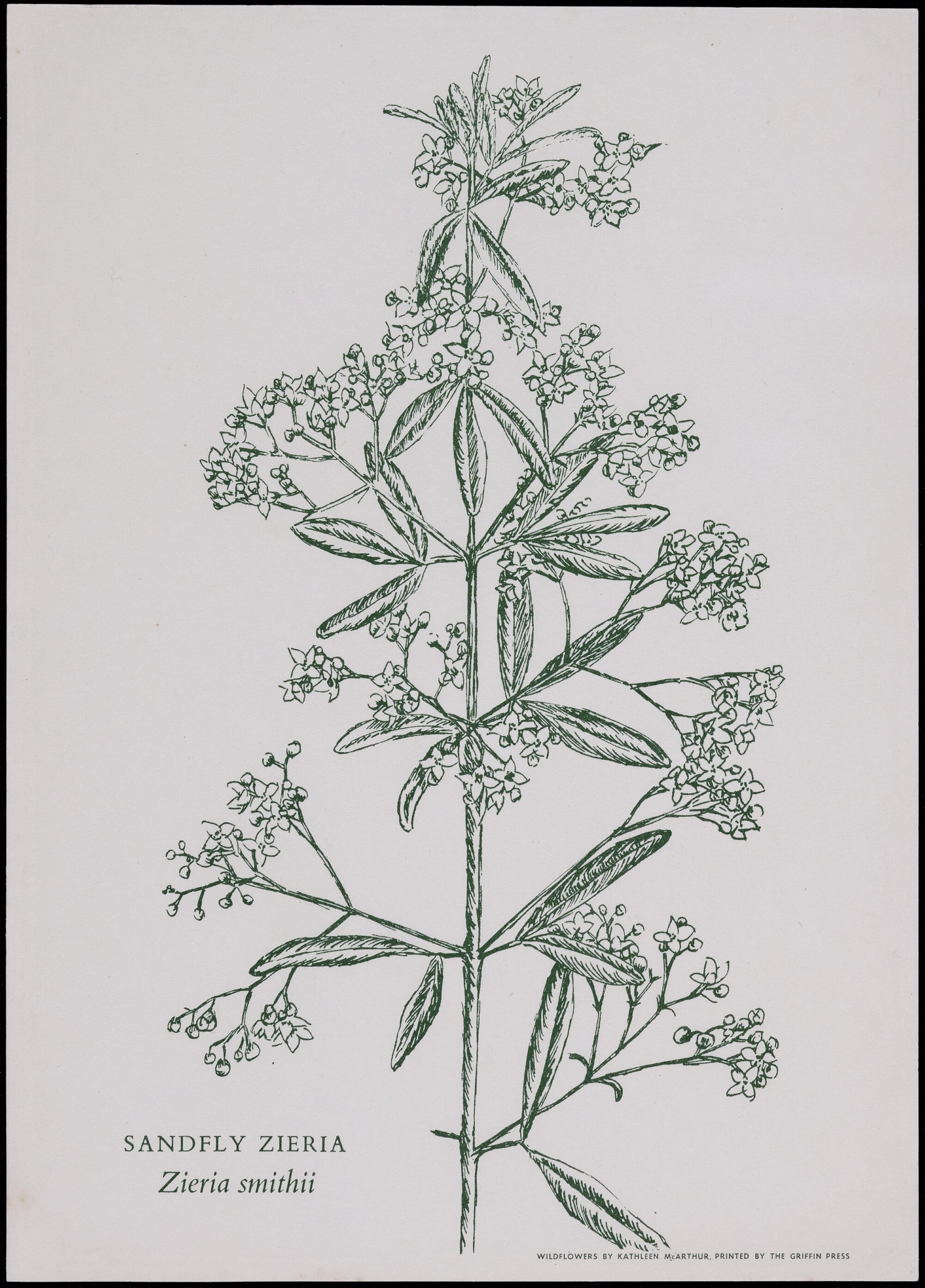 "Sandfly Zieria" - Zieria smithii