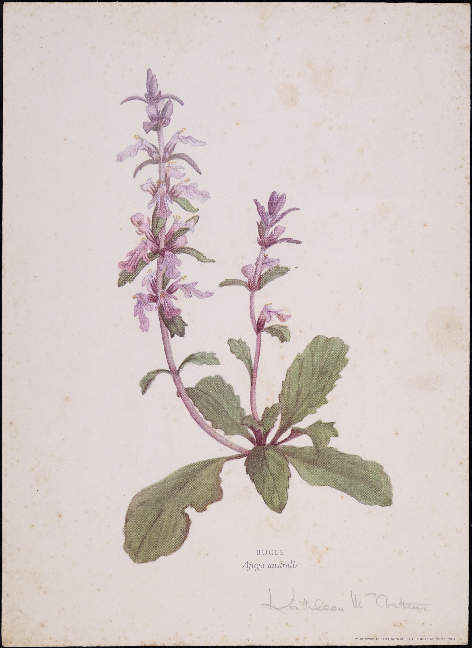 "Bugle" Ajuga Australis