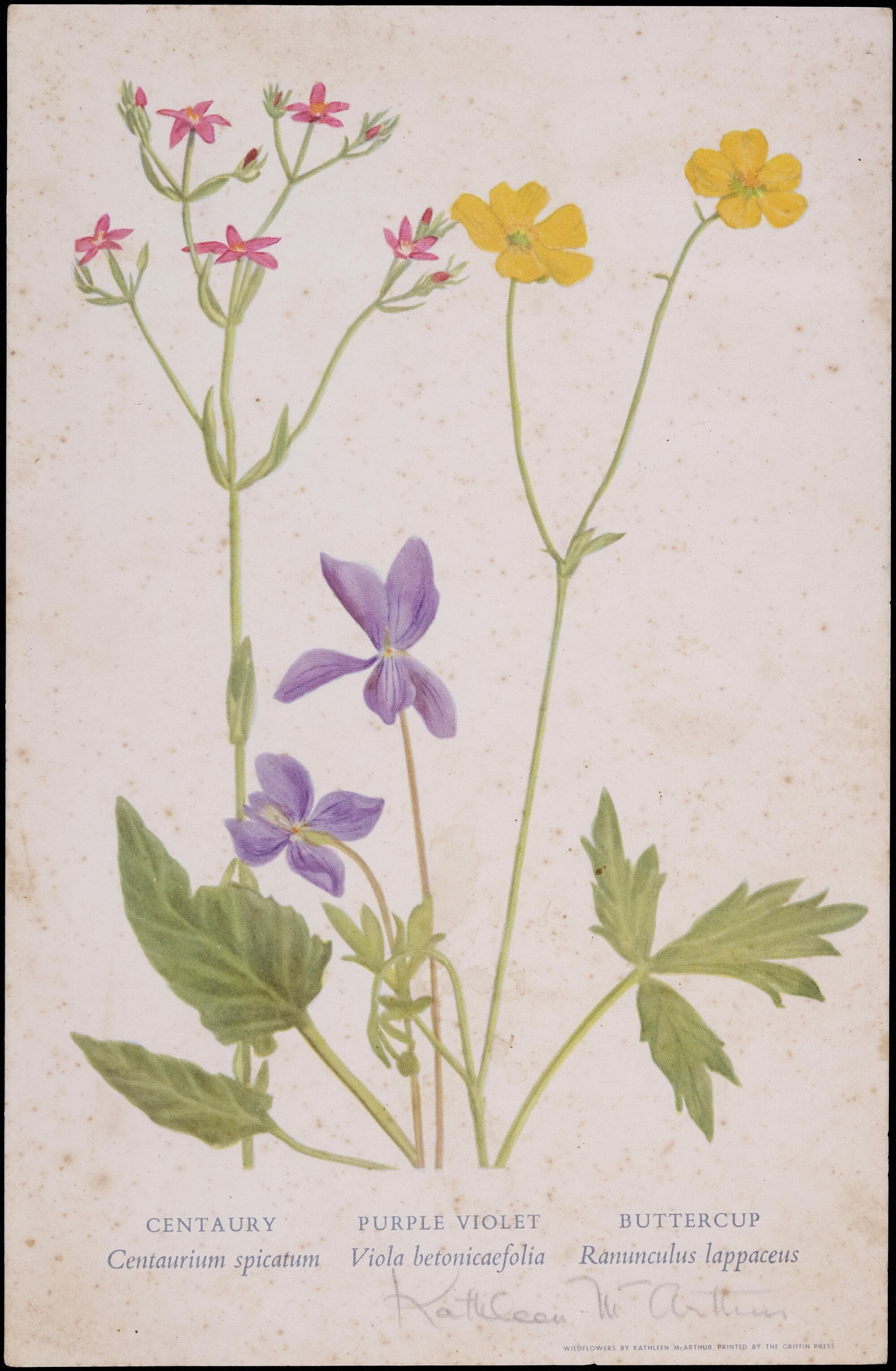 Mixed Wildflowers