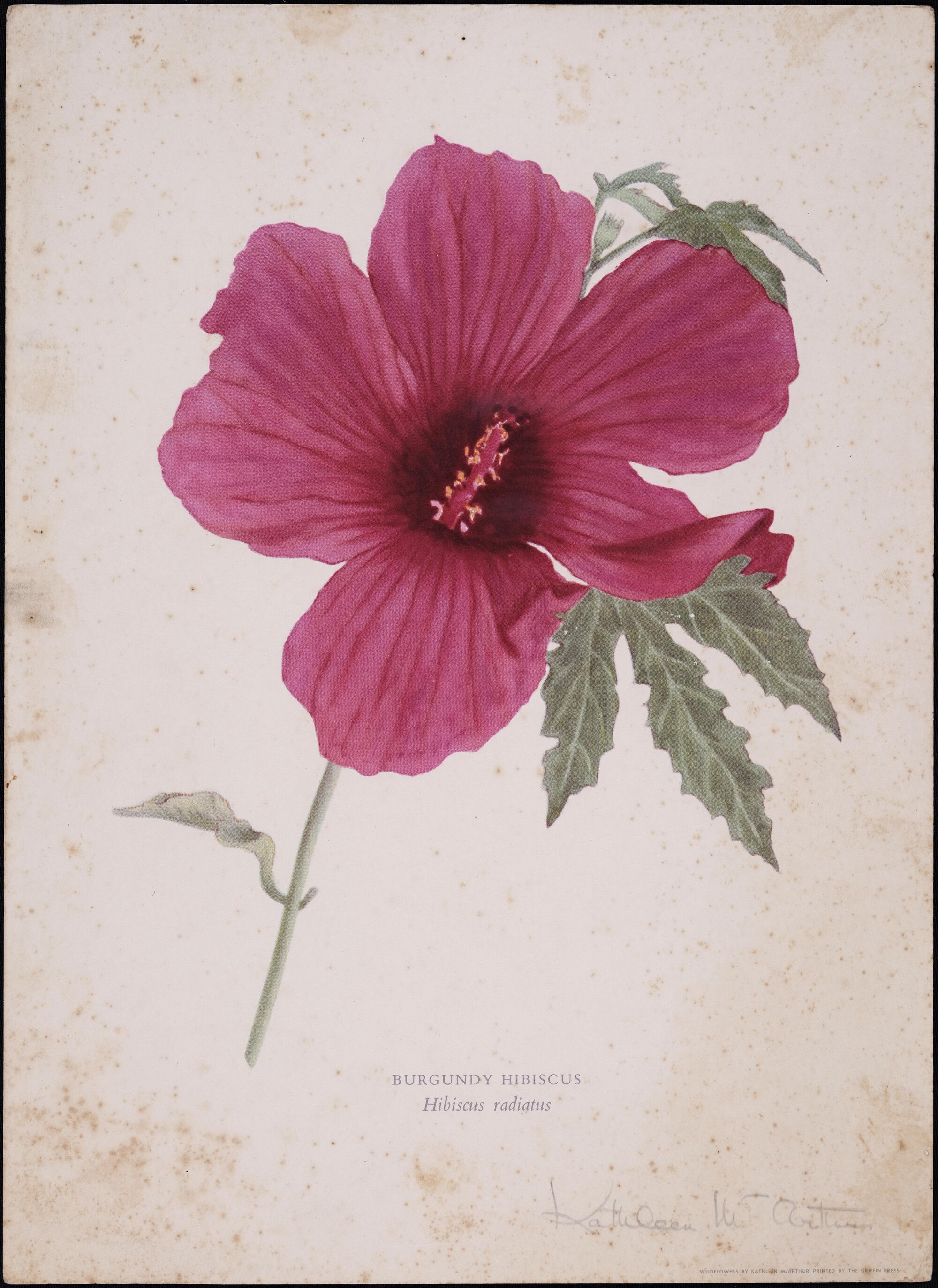 "Burgundy hibiscus" - Hibiscus radiatus