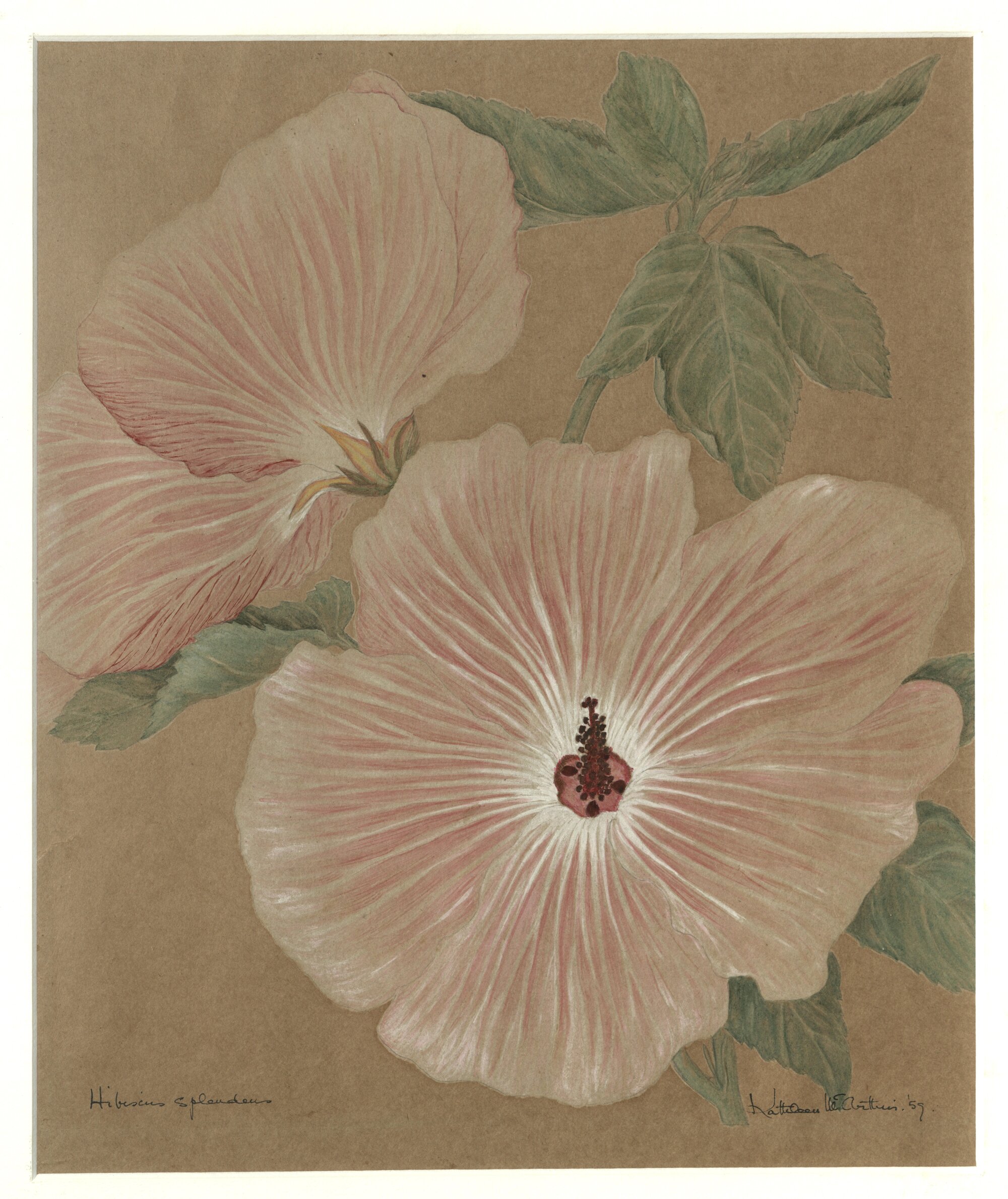 Hibiscus splendens