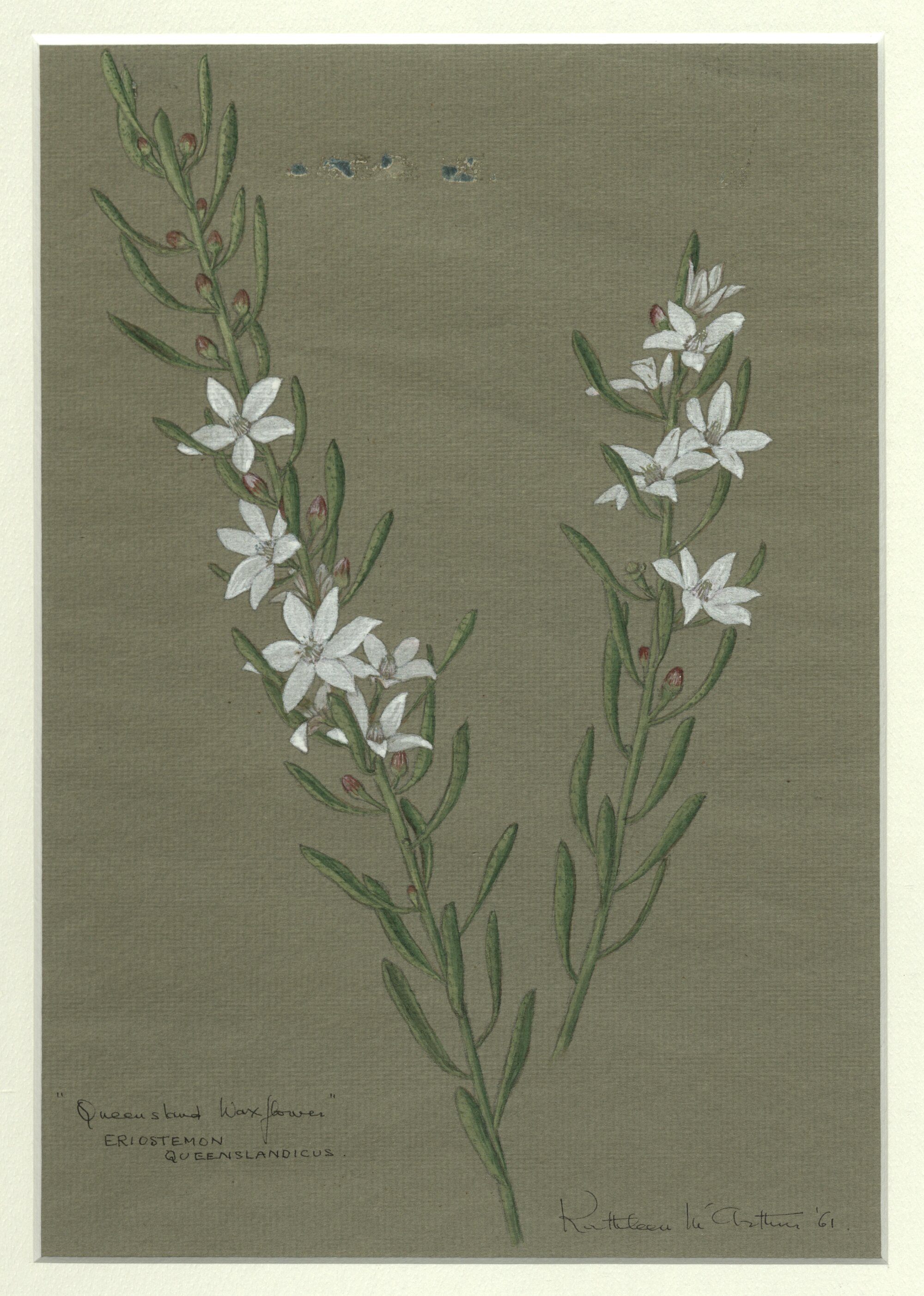 "Queensland waxflower" - Eriostemon Queenslandicus