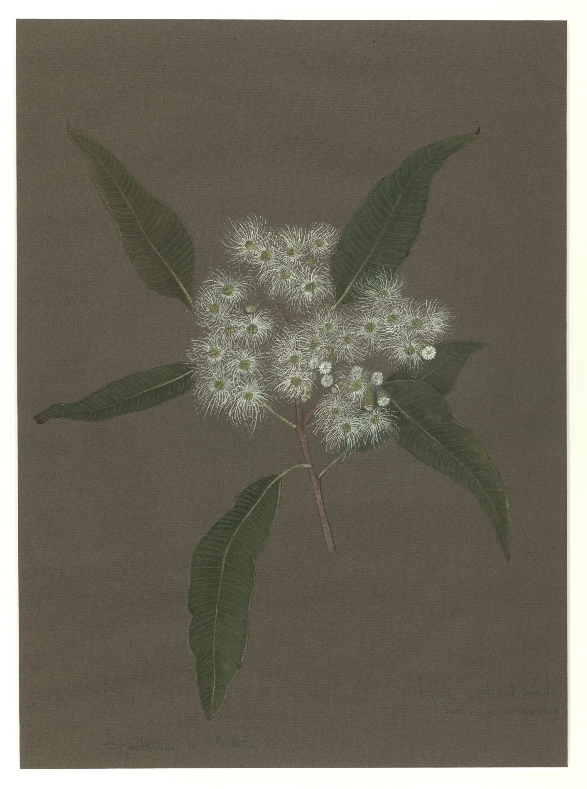 "Red bloodwood" - Eucalyptus intermedia