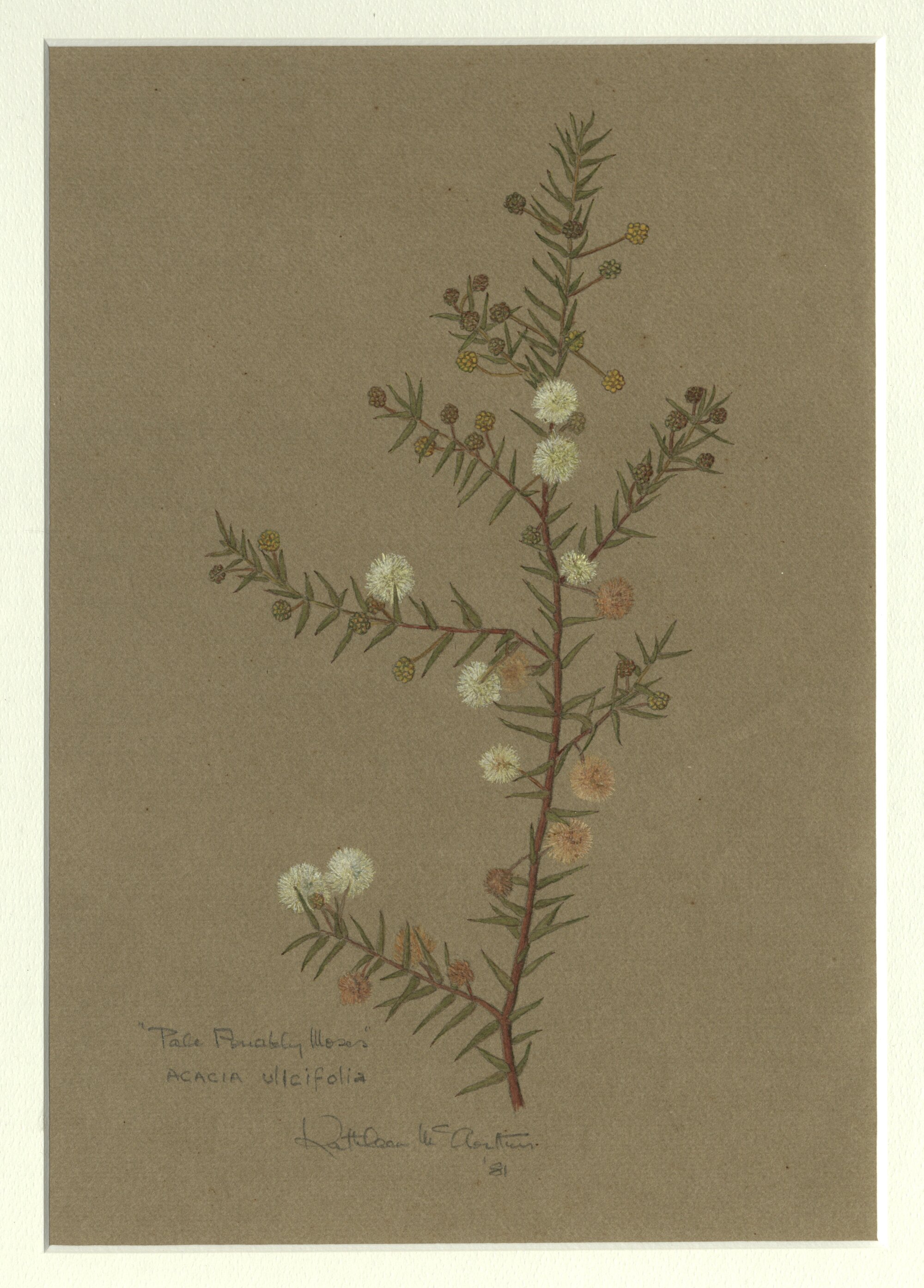 "Pale prickly Moses" - Acacia ulicifolia