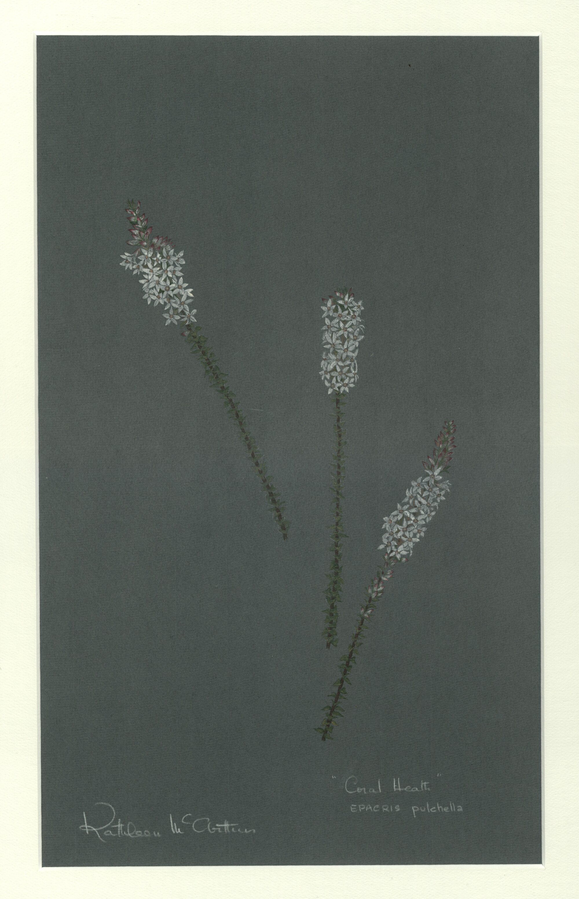 "Coral heath" - Epacris pulchella