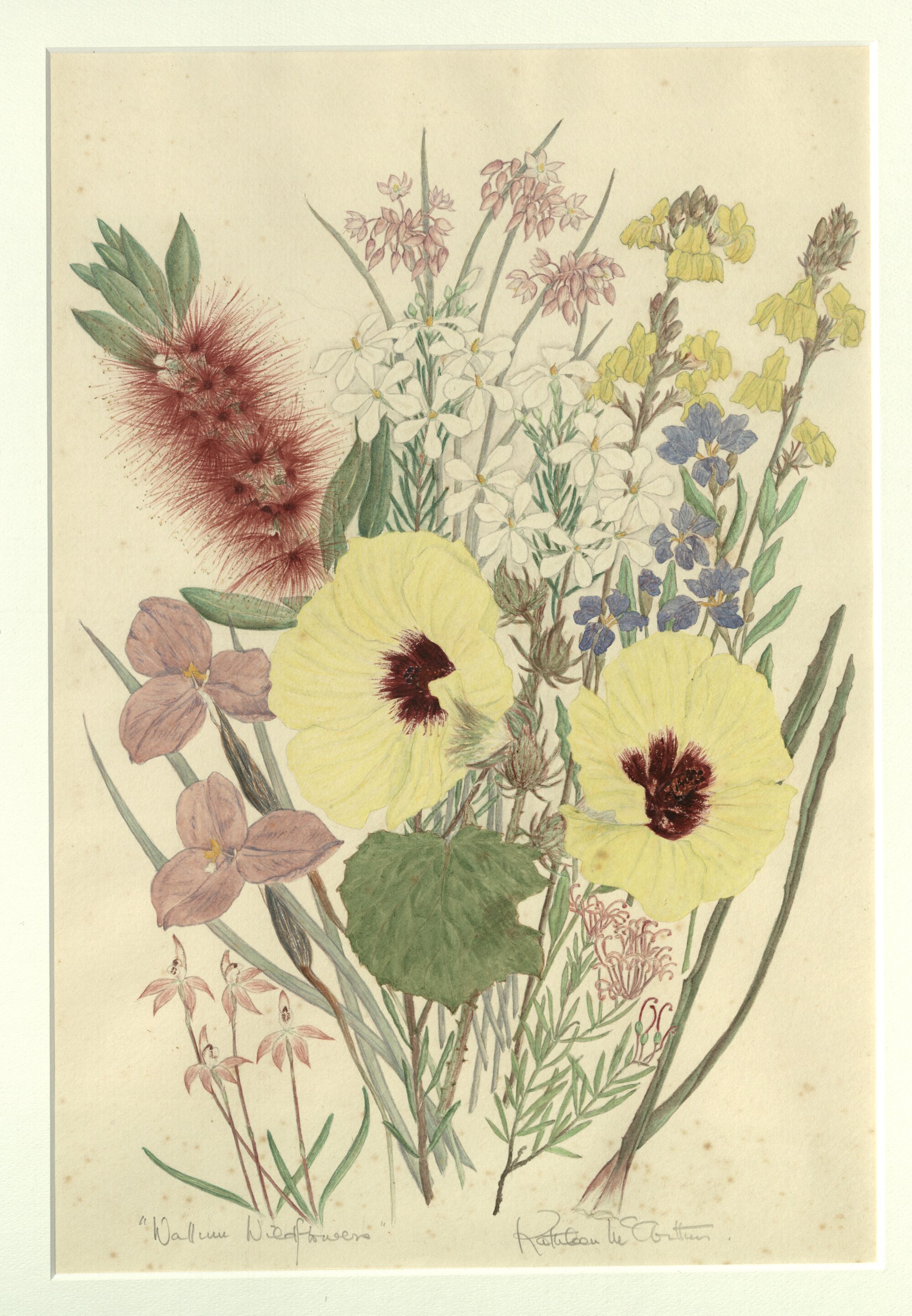 "Wallum wildflowers"