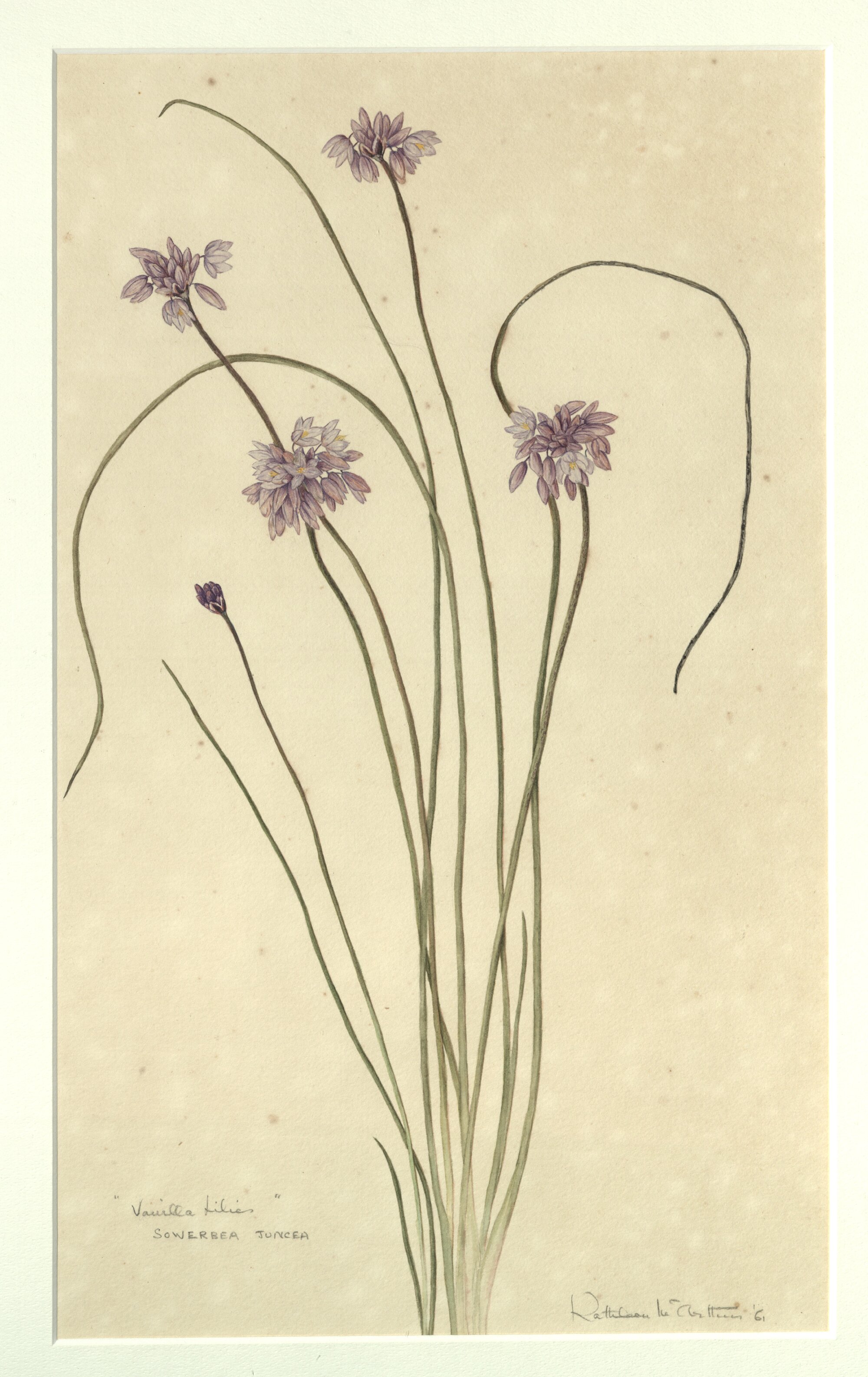 "Vanilla lilies" - Sowerbea juncea