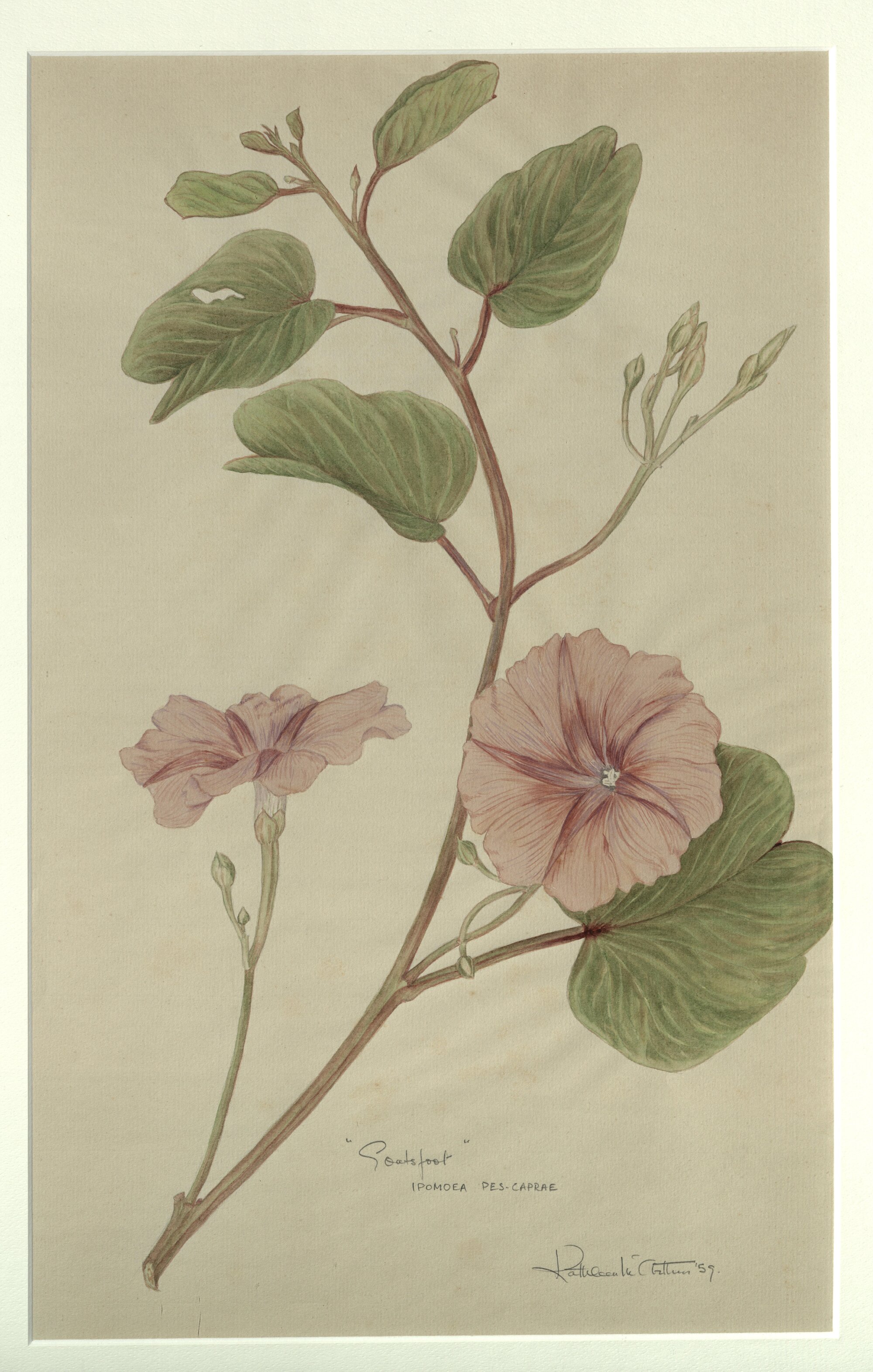 "Goatsfoot" - Ipomoea pes-caprae
