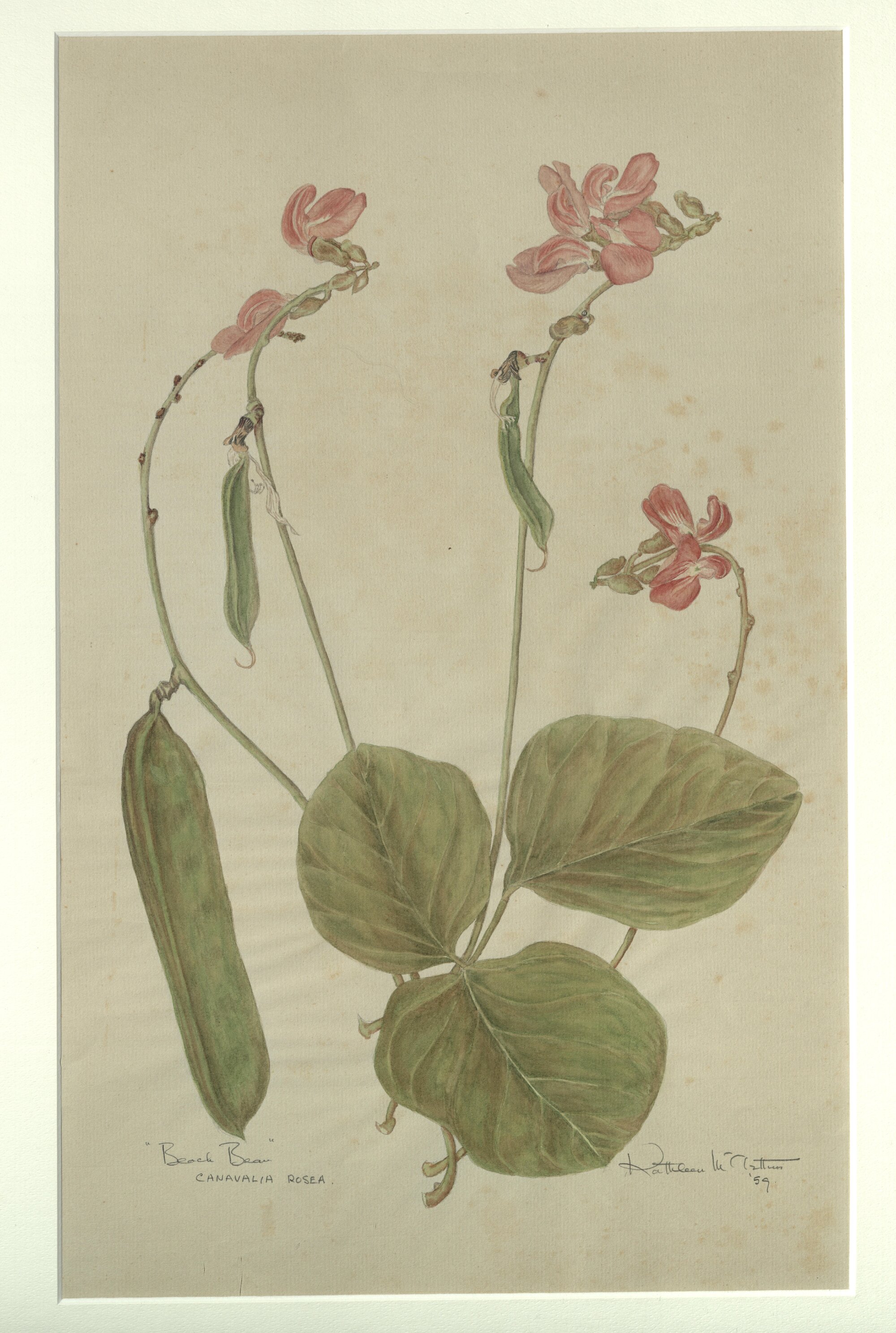 "Beach bean" - Canavalia rosea
