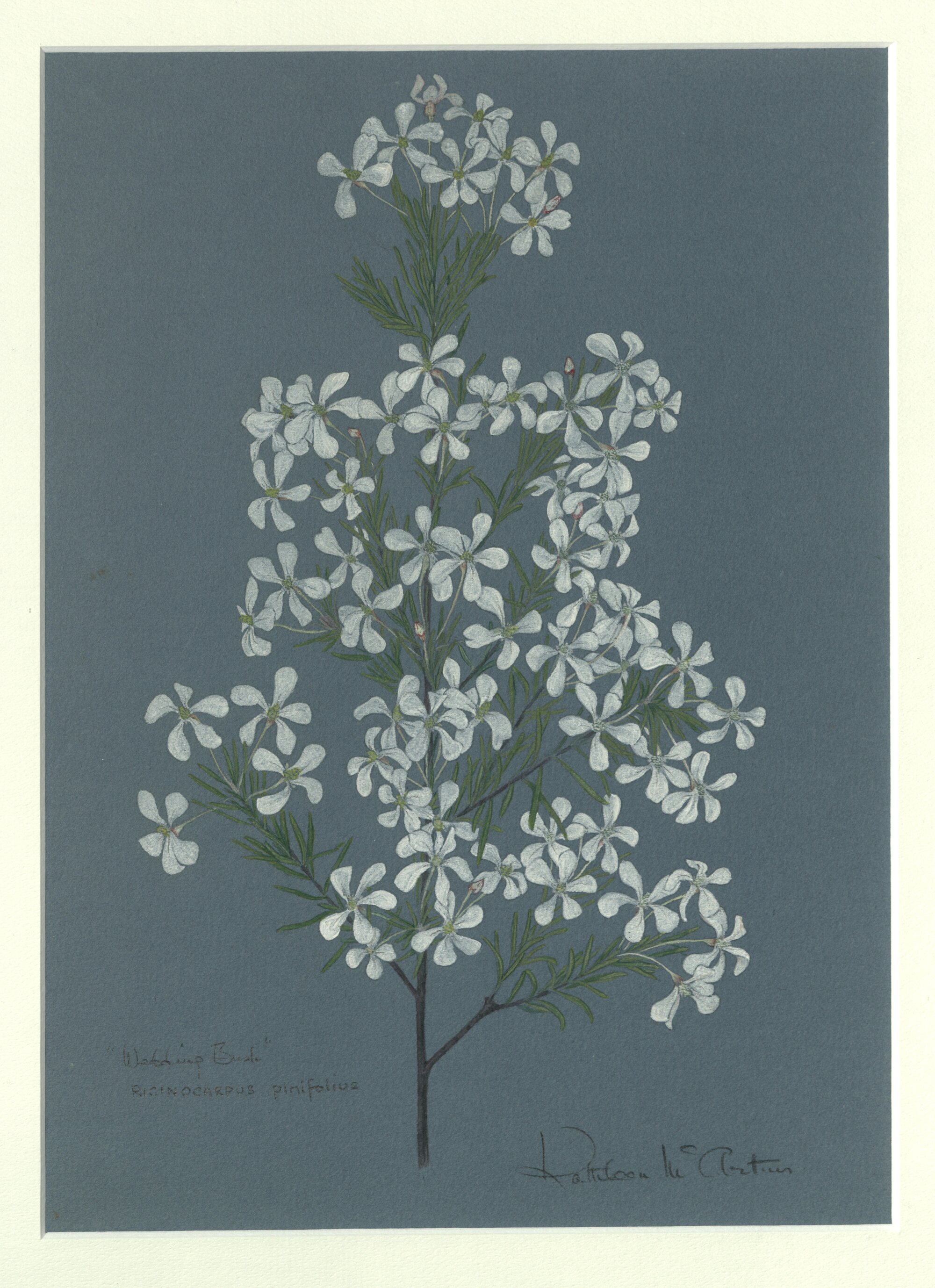 "Wedding bush" - Ricinocarpus pimifolius