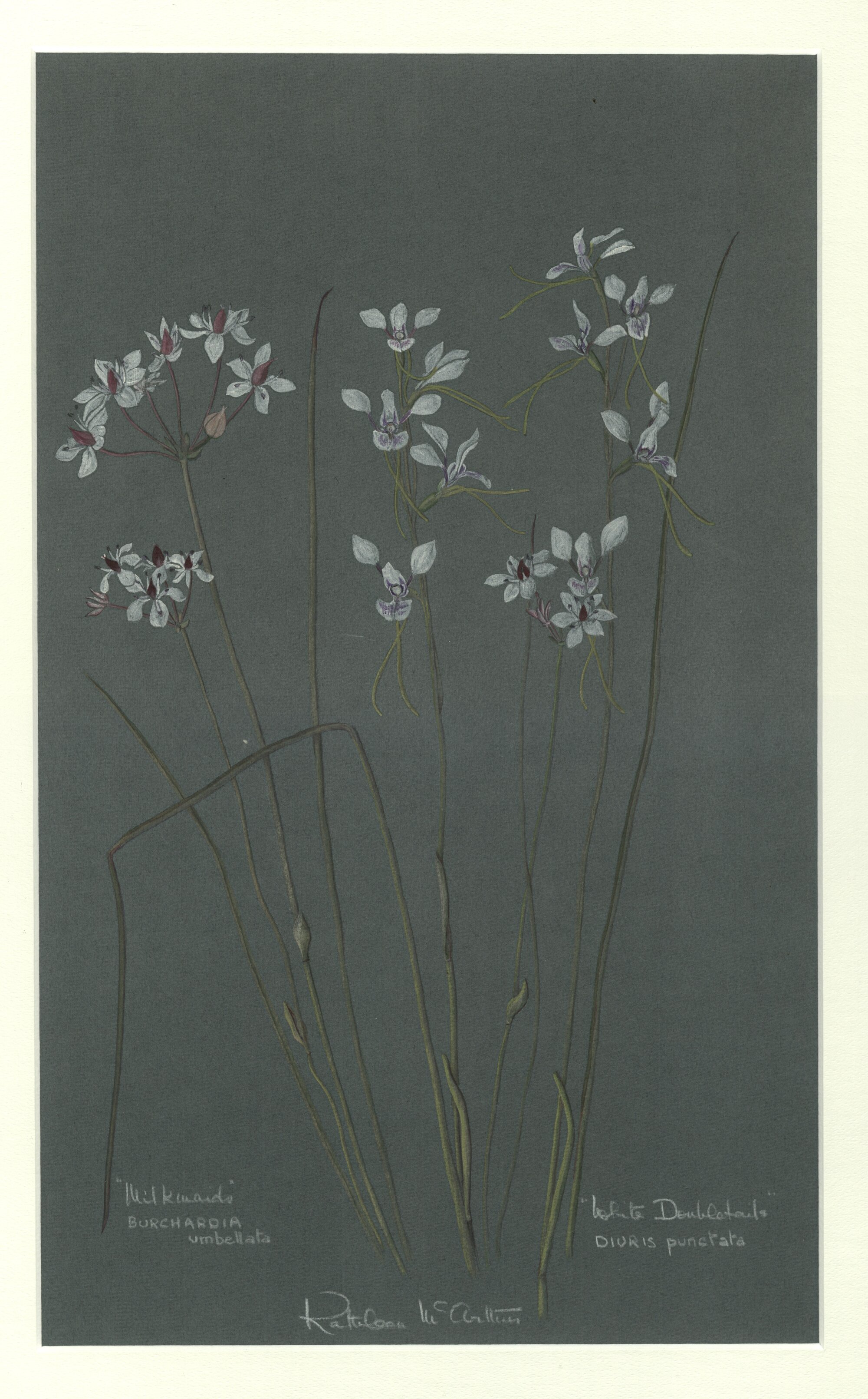 "Milkmaids" - Burchardia umbellata and "White doubletails" - Diuris punctata