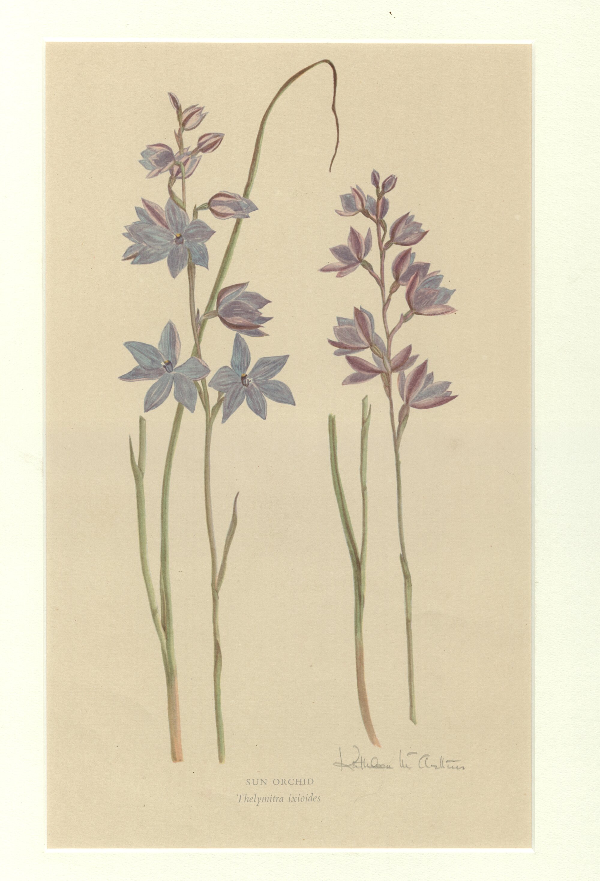 Sun orchid - Thelymitra ixioides