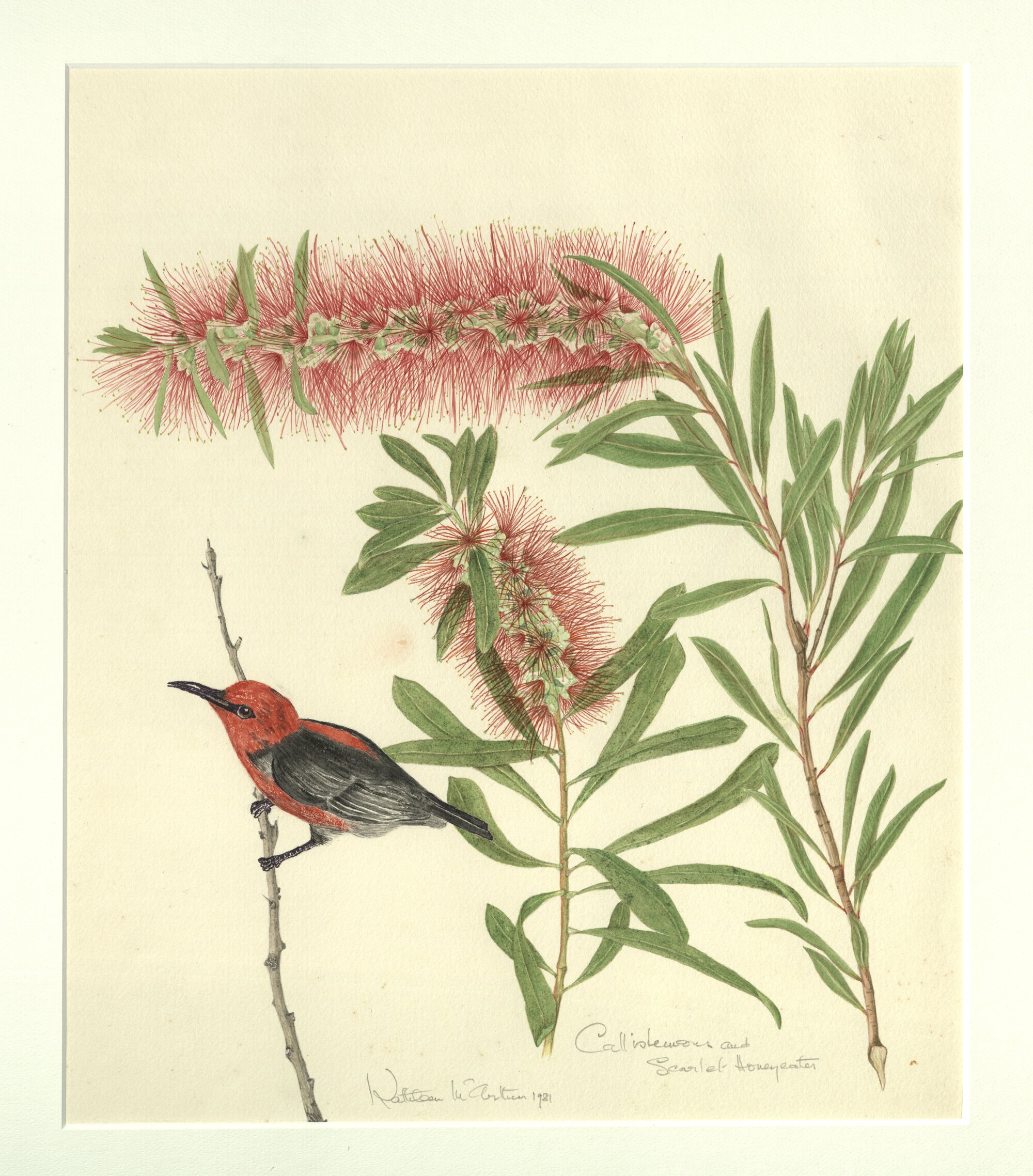 Callistemon and Scarlet Honey Eater