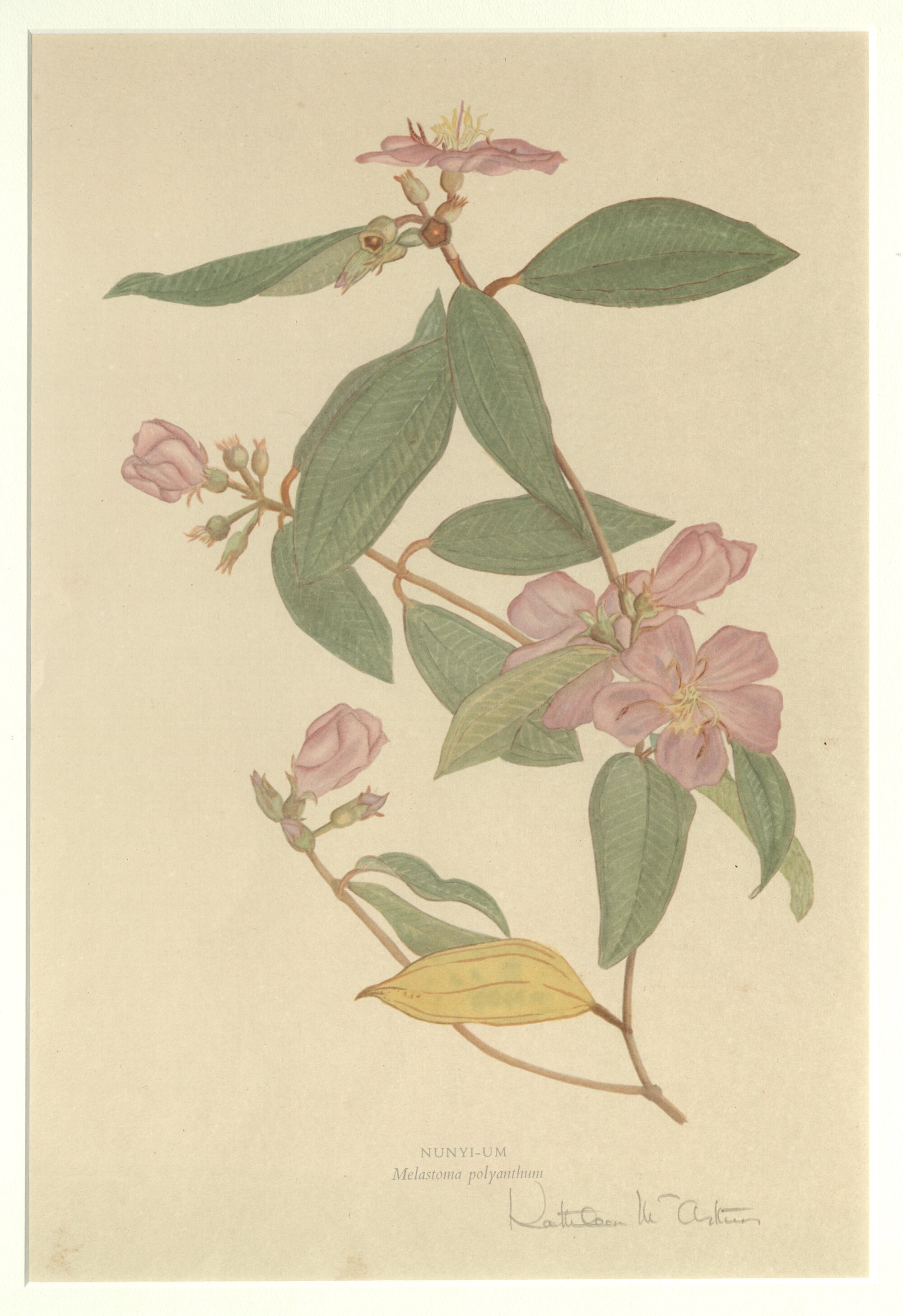 Nunyi-um - Malastoma polyanthum