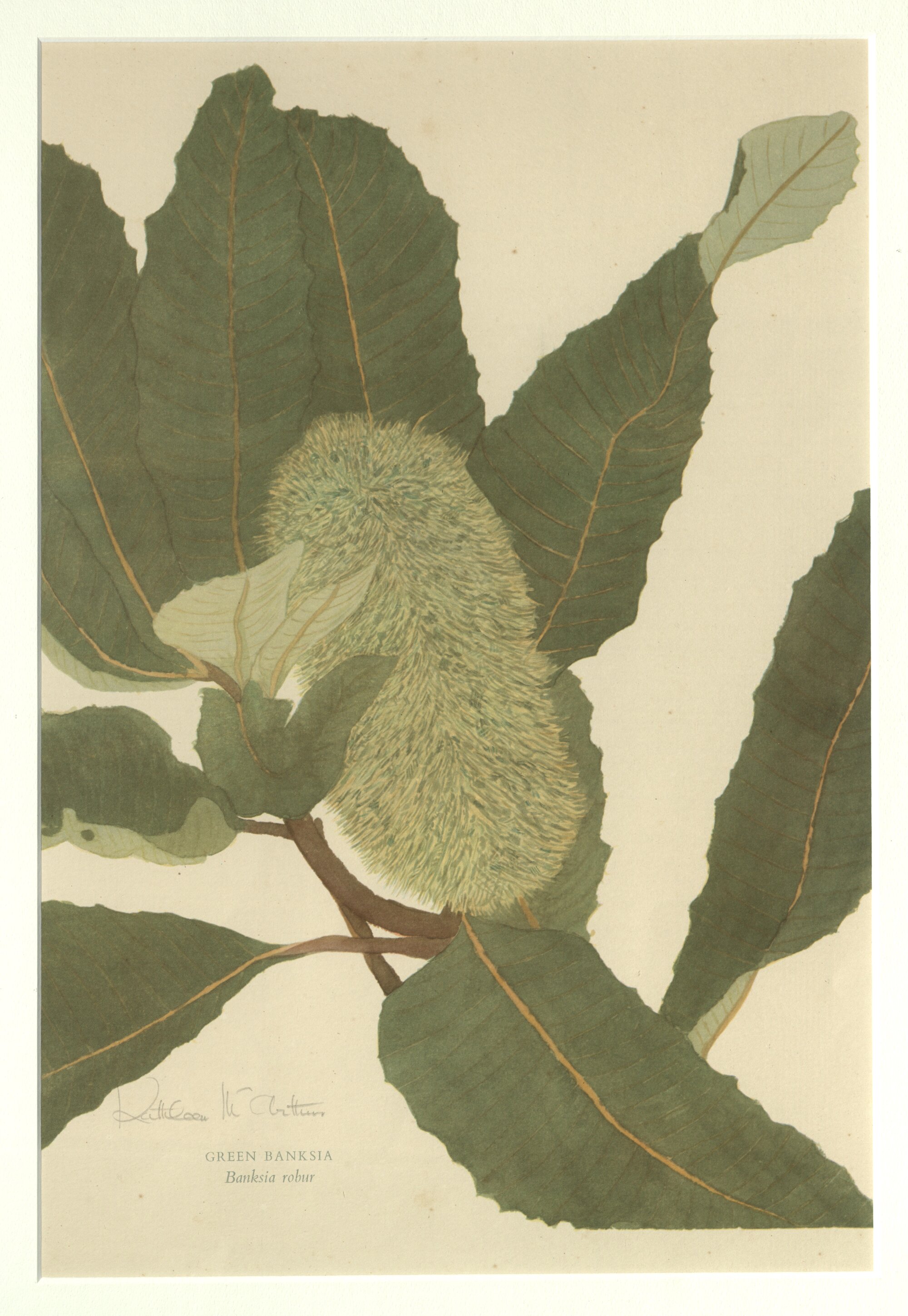 Green Banksia - Banksia robur