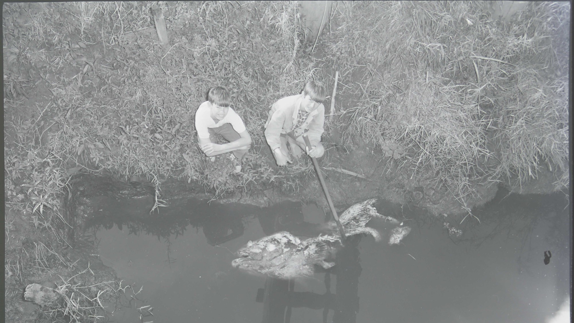 #71 - Dead Fish in Petrie Creek - 1970