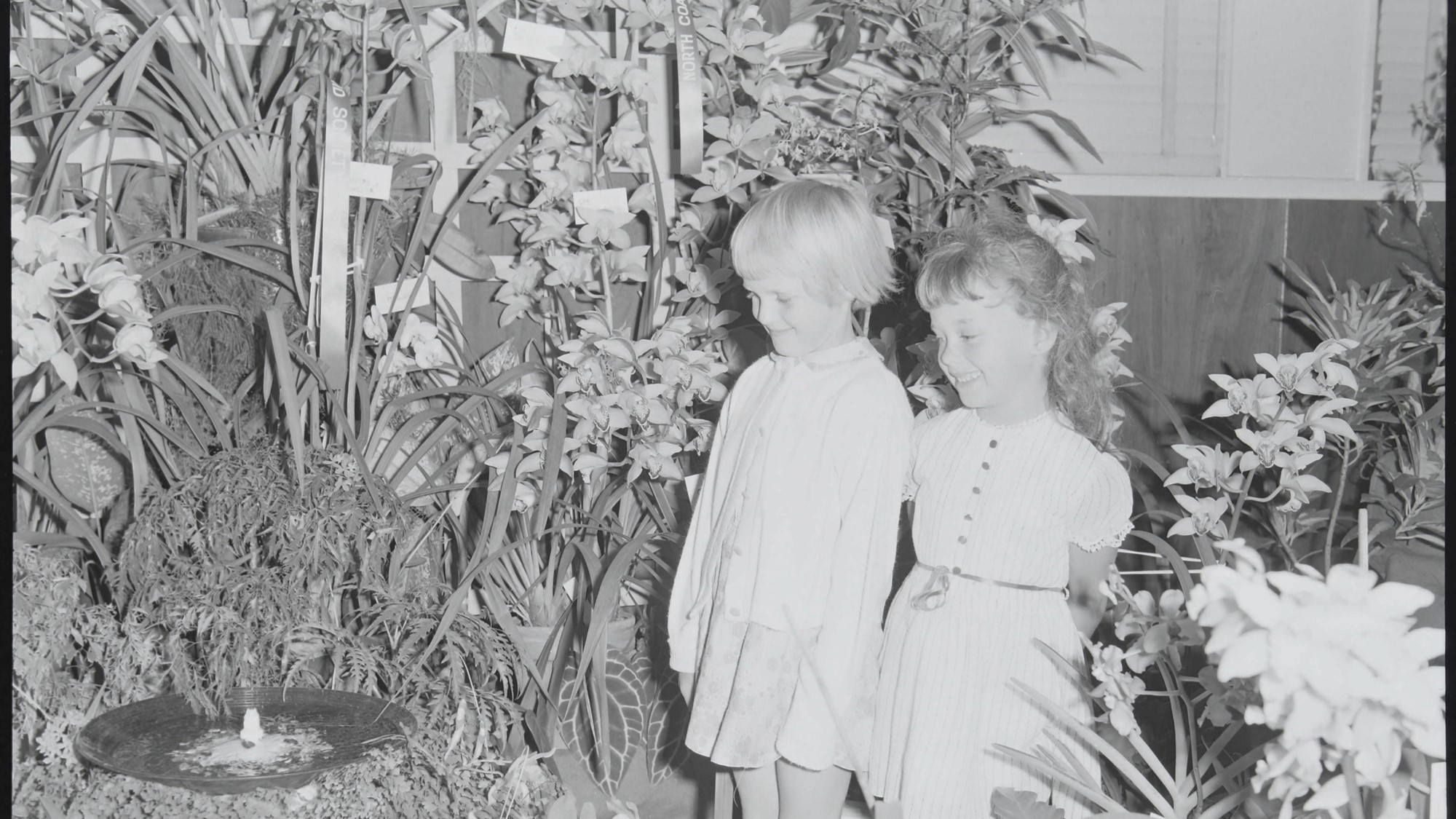 #73 - Nambour Orchid Show - 1970