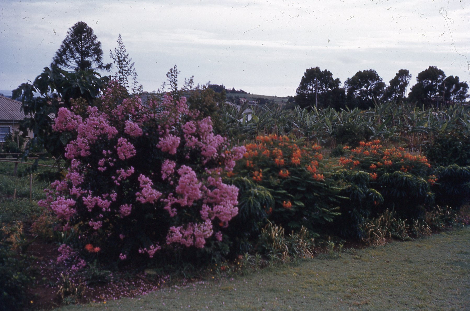 Lindsay Rd, Buderim