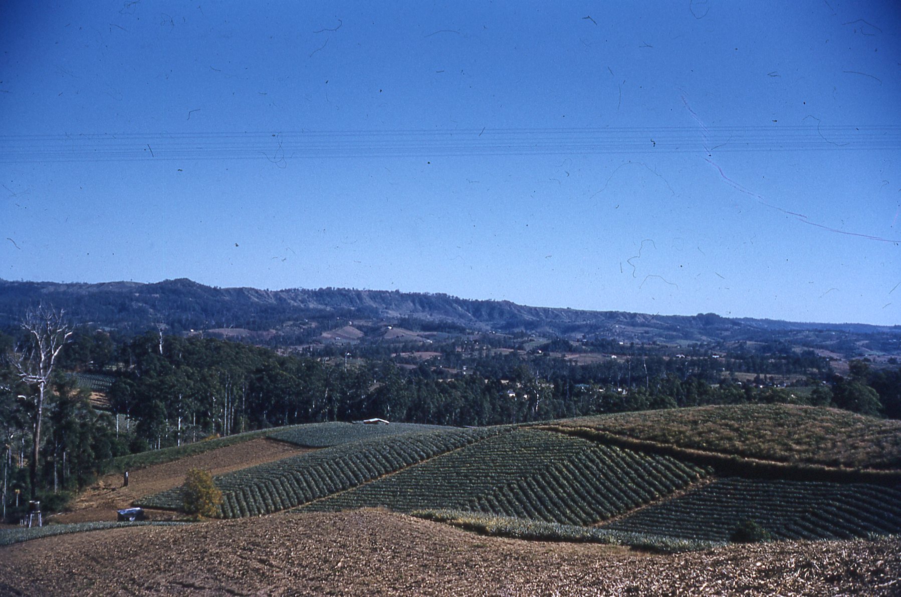 Woombye pineapples