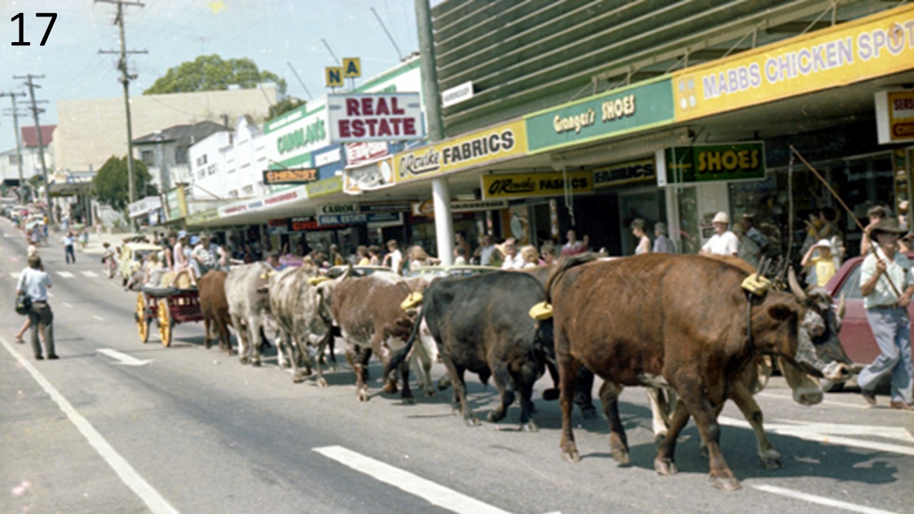 Bullock team - Currie Street, Nambour, 1979