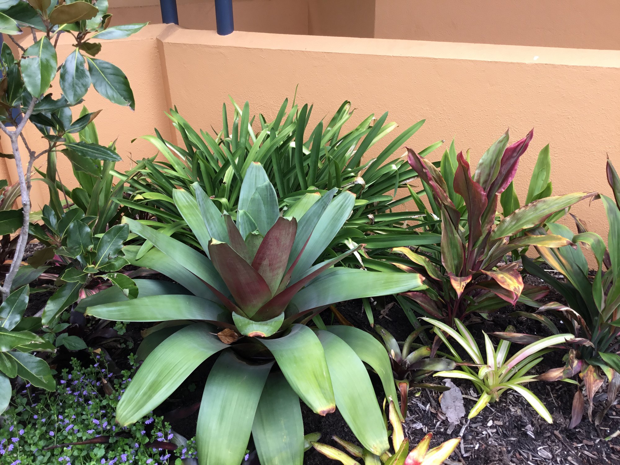 Plants outside Maleny Library
