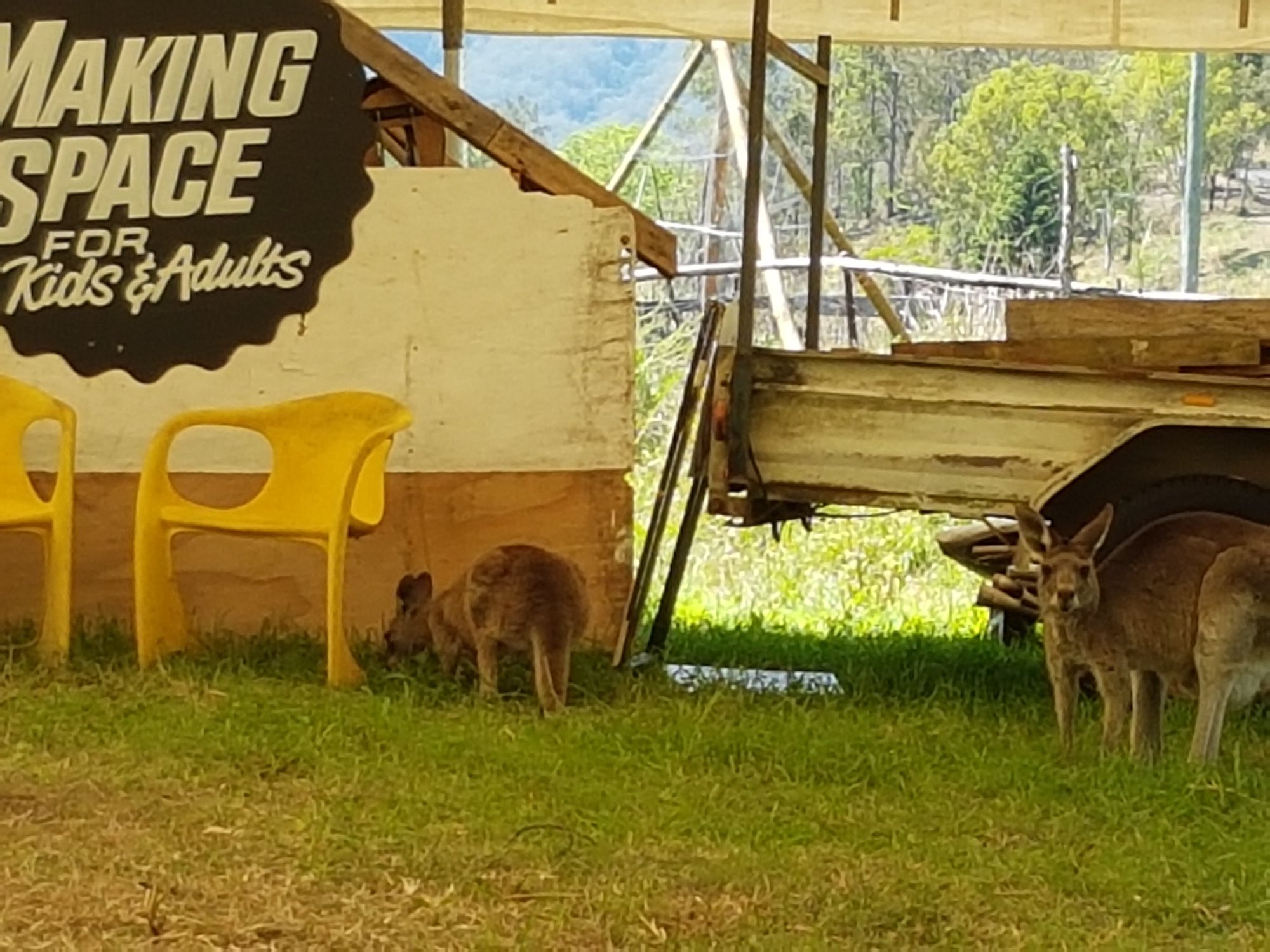 Kangaroos at Crystal Waters