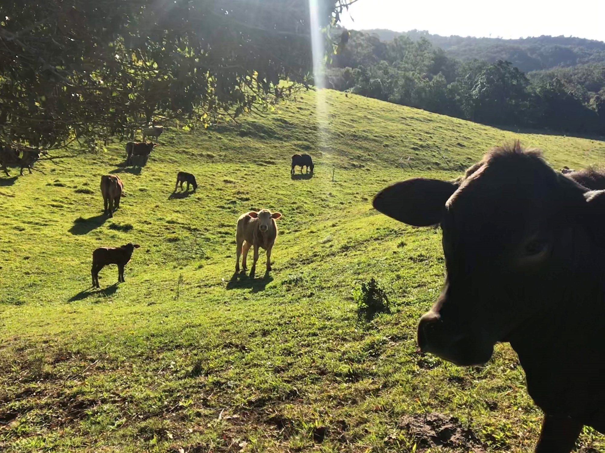 West Woombye Locals
