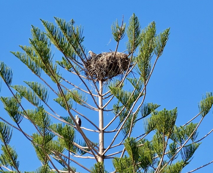 Eagles Nest Alexandra Headland