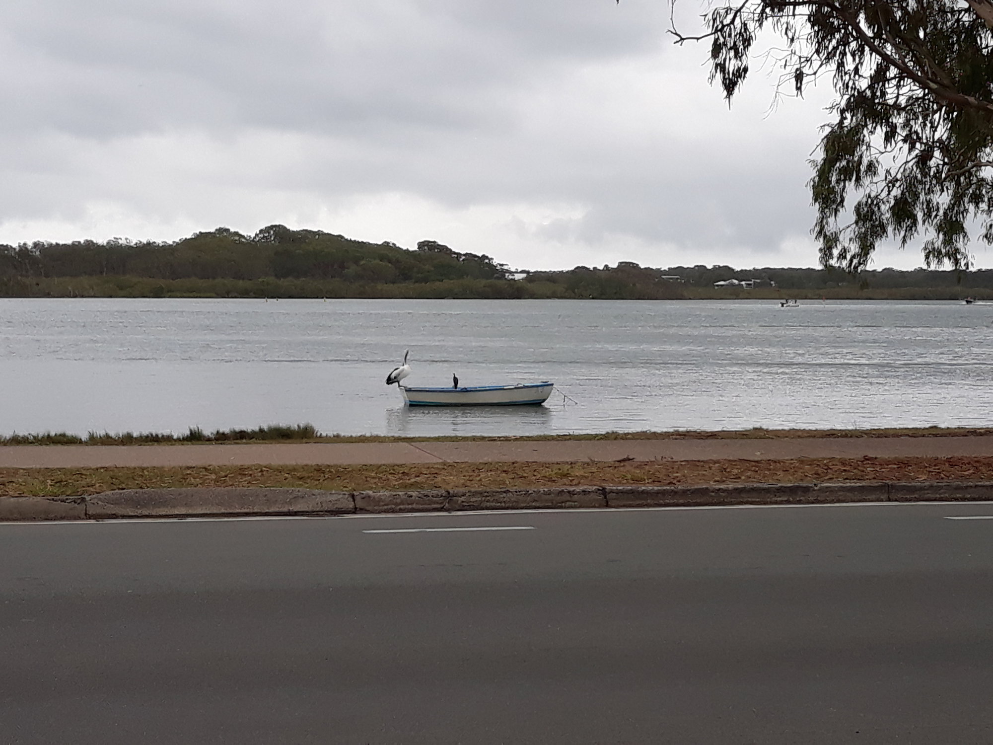 Pelican on Maroochy River